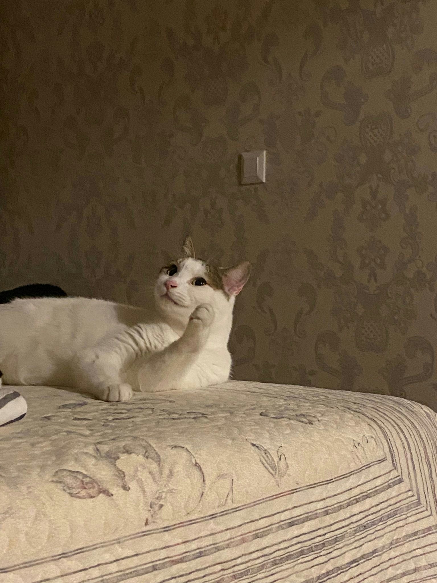 Vai al profilo di Zeynep