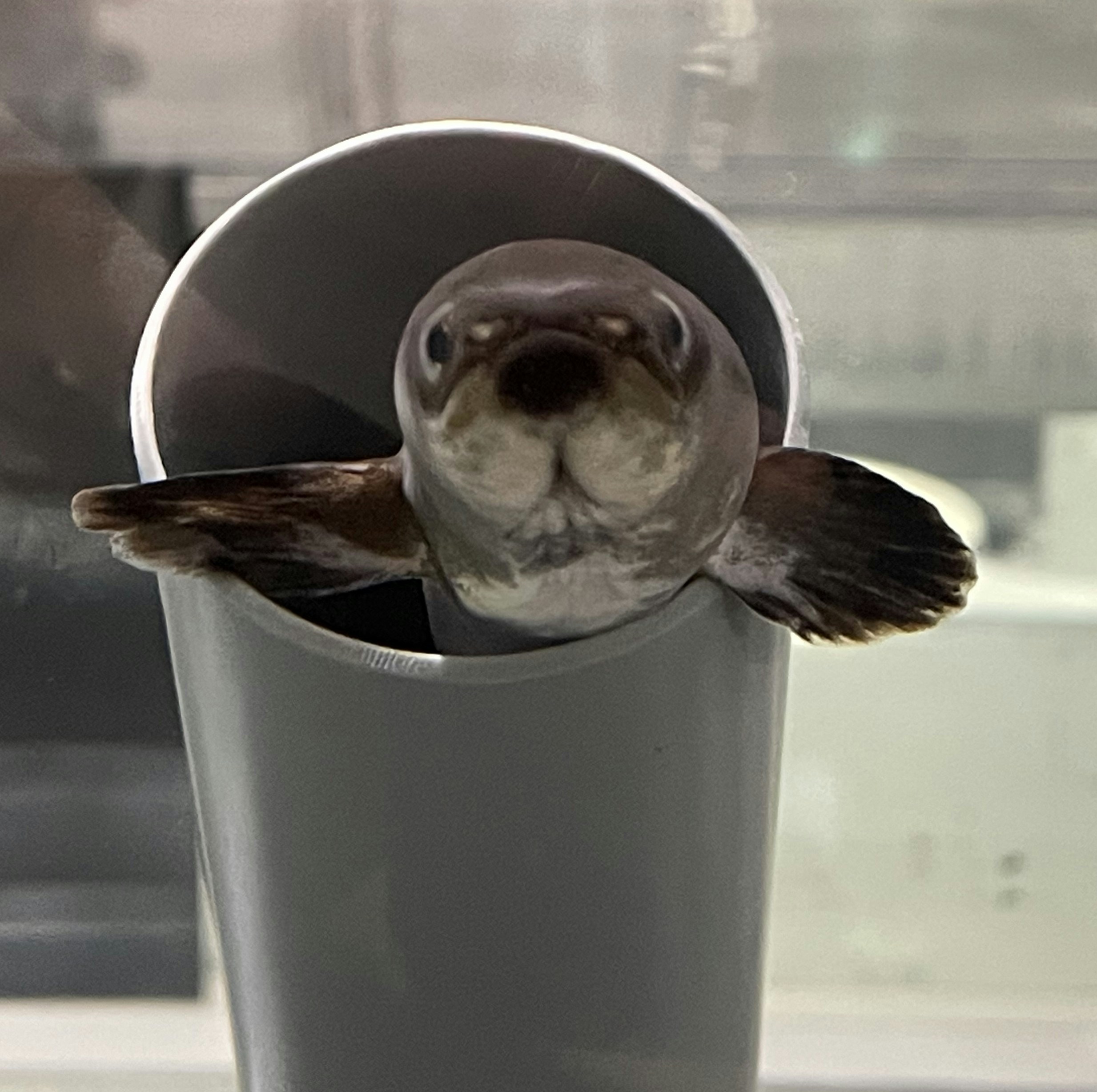 Avatar of user AO NURA