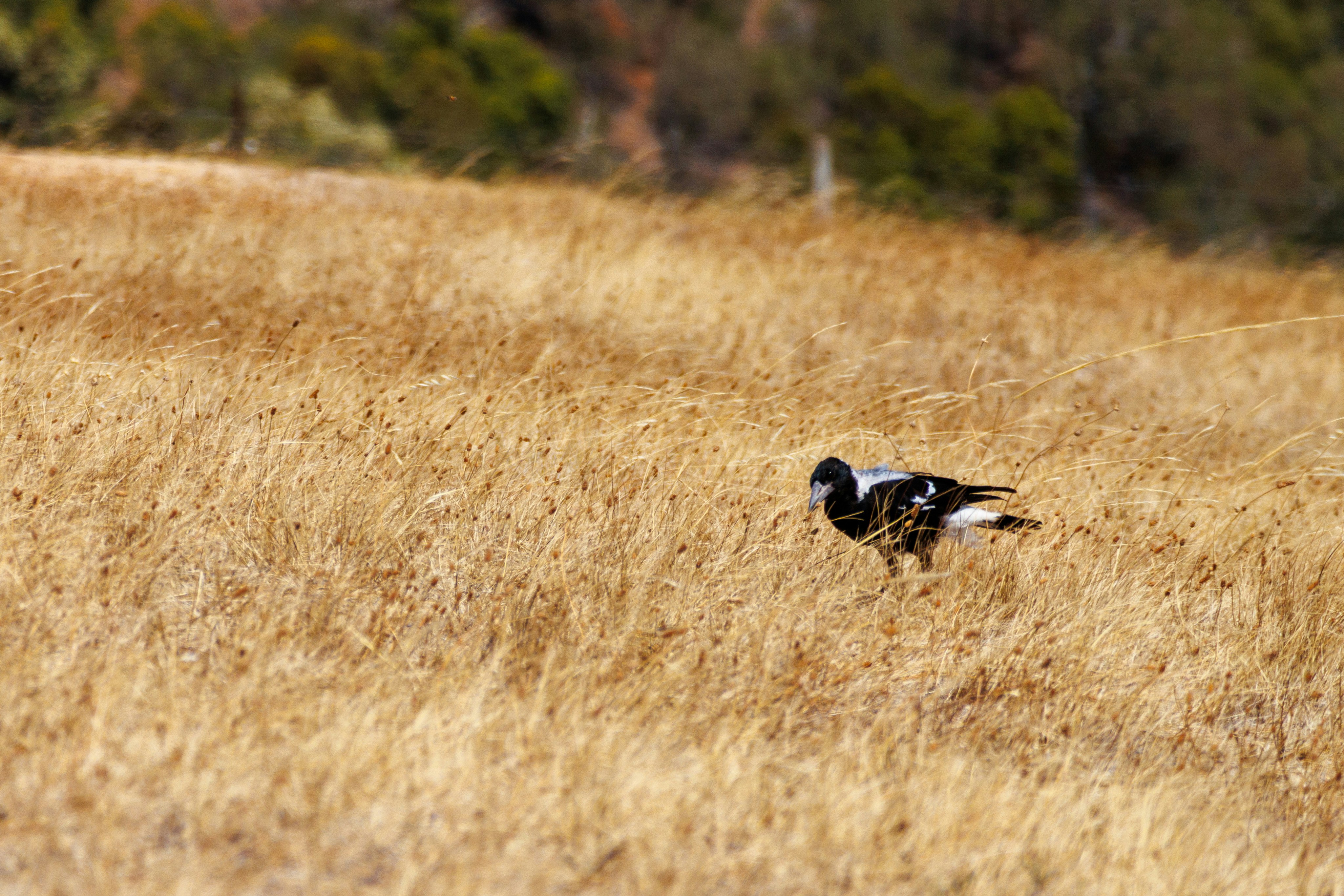 Ir para o perfil de Oliver