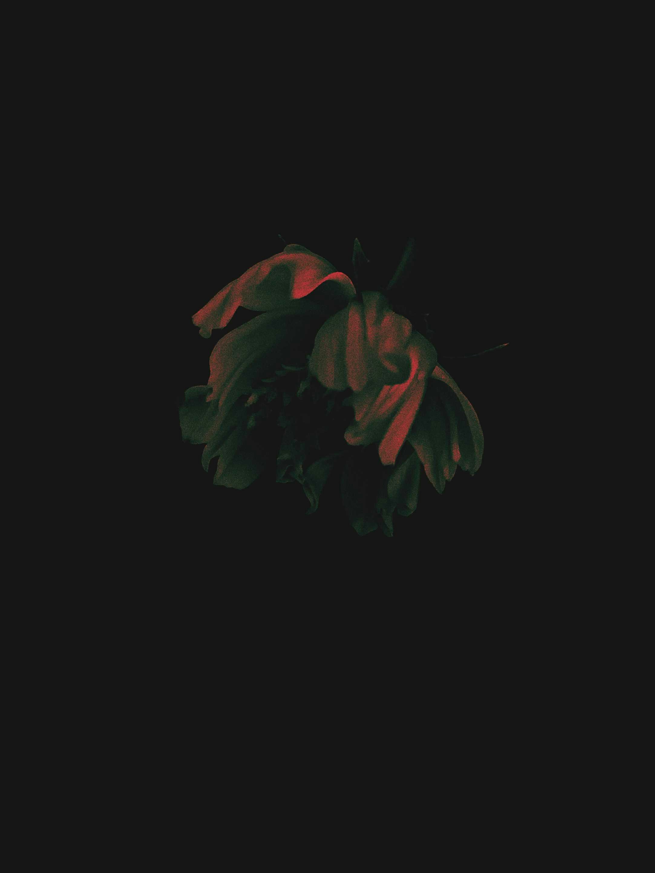 Vai al profilo di Aconitum