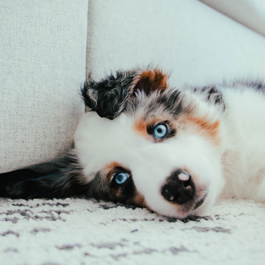 Go to Seafairy7's profile