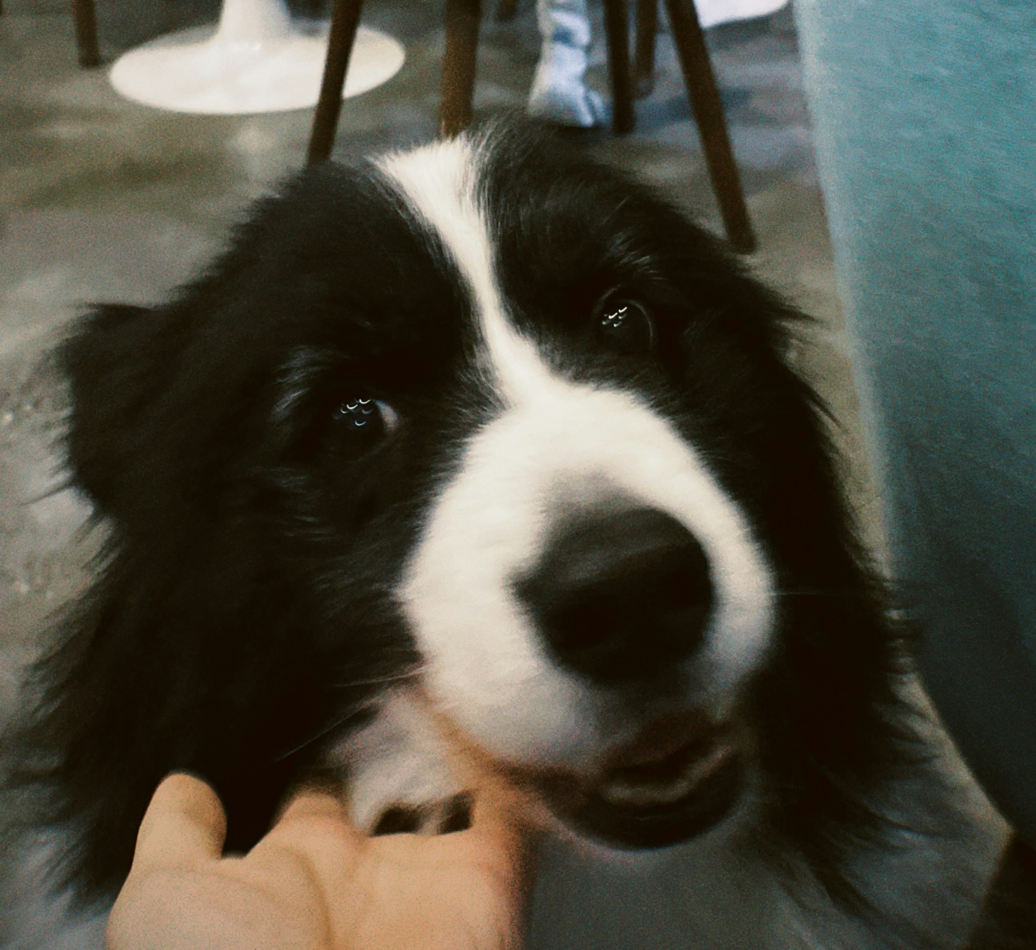 Ve al perfil de feifei liang