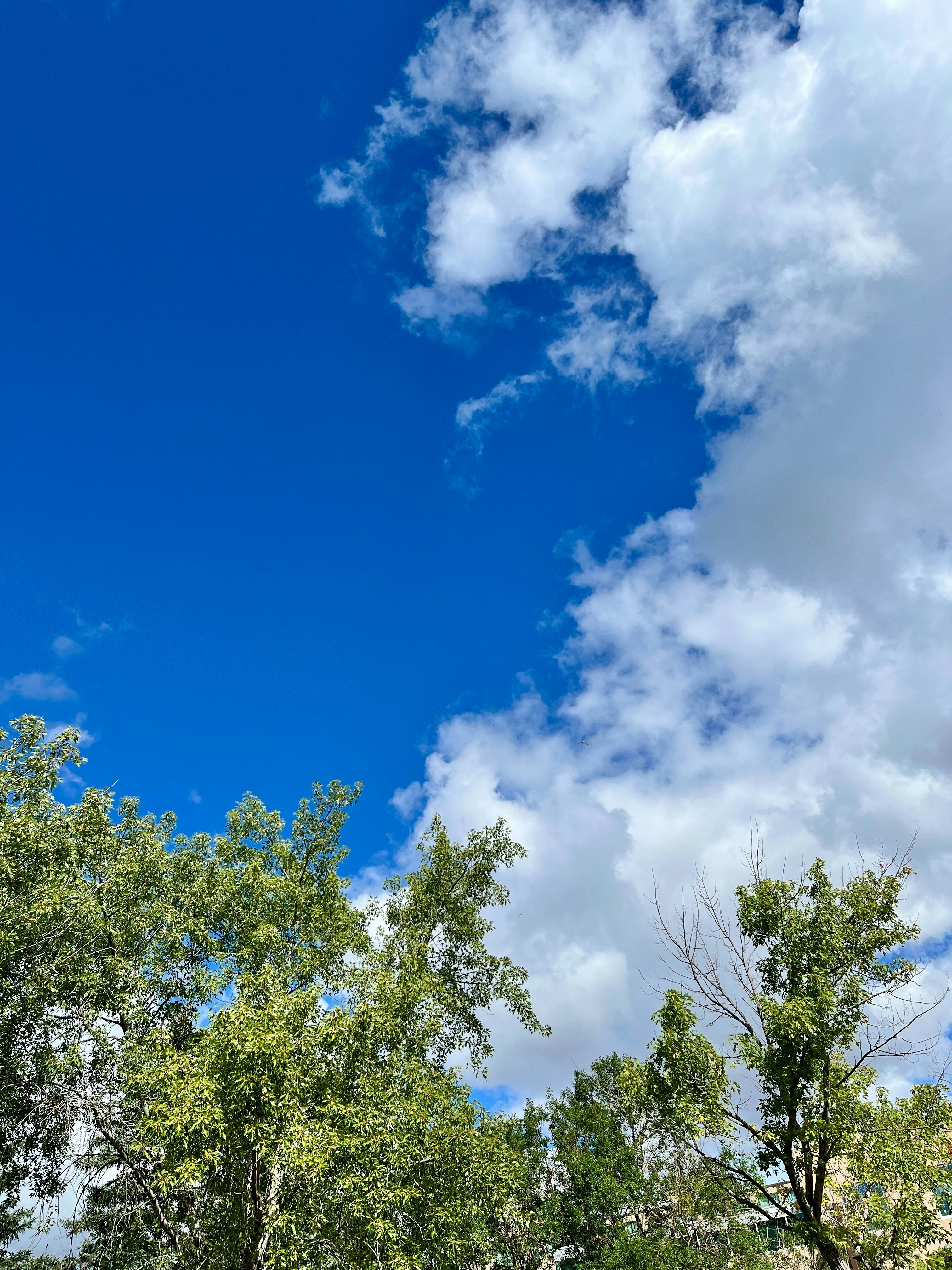 Go to Kaz Vogel's profile