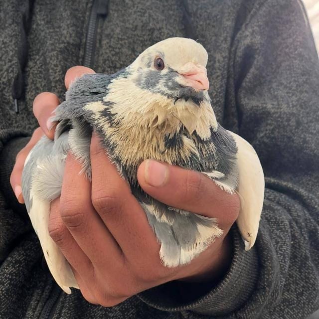 Go to Naman Alasam's profile