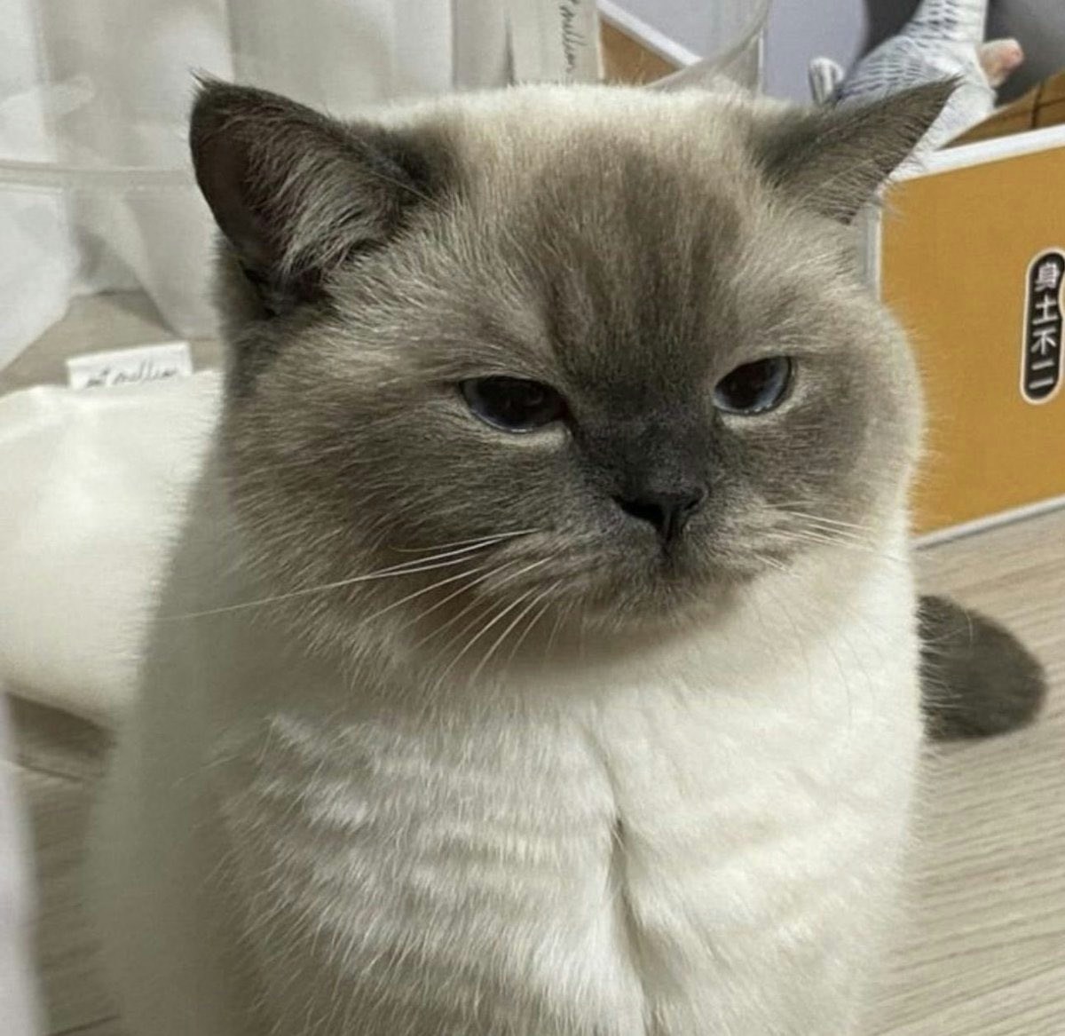 Go to Janica Sib's profile