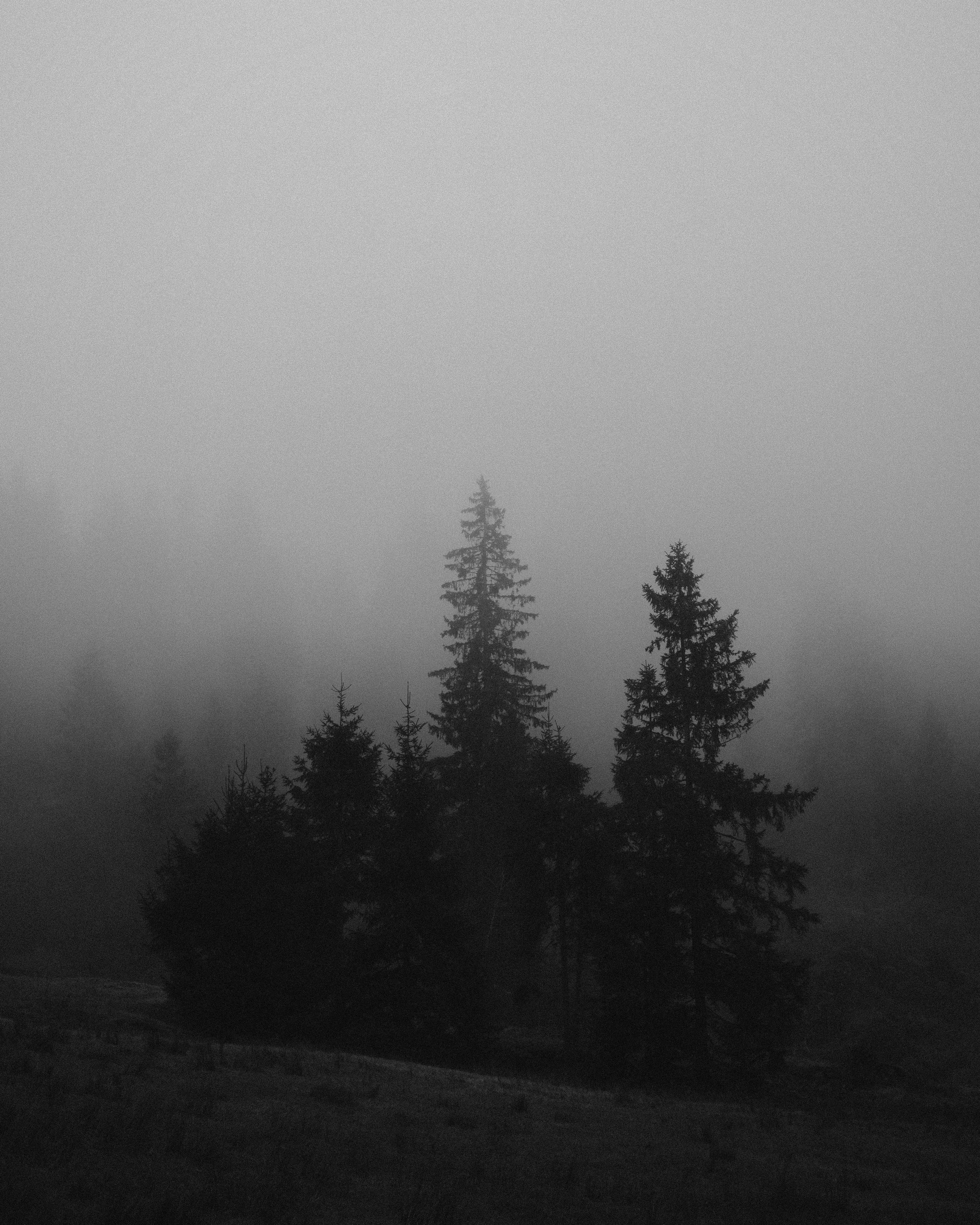 Accéder au profil de Tiard