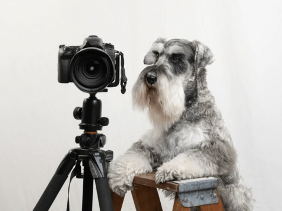 Ir para o perfil de Tommy Shen