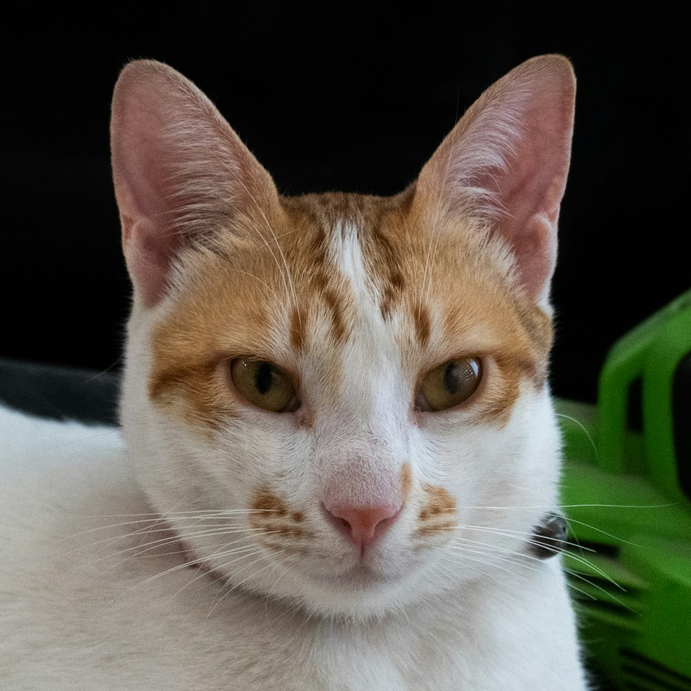 Go to Lior Mamedov's profile