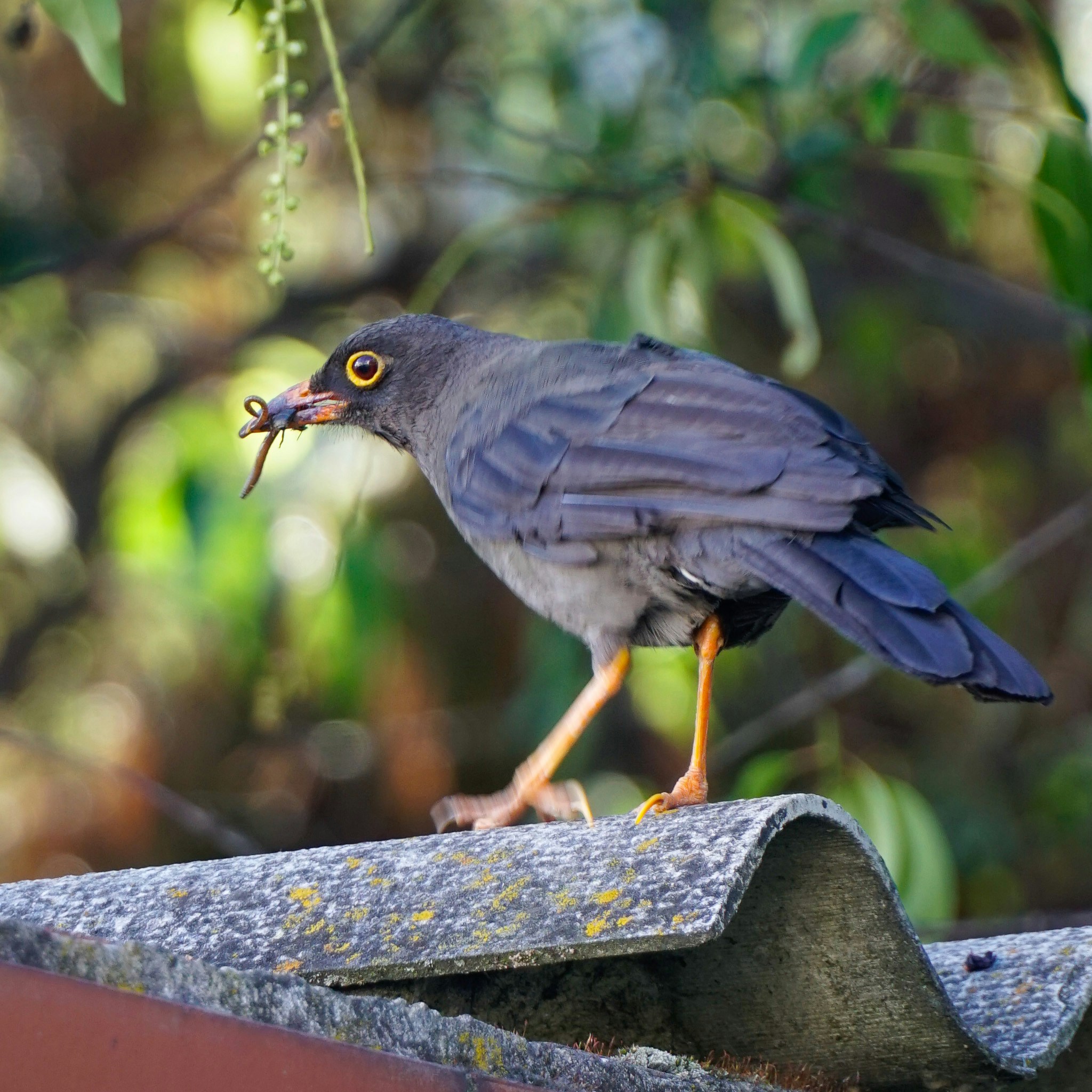 Avatar of user Reza Madani