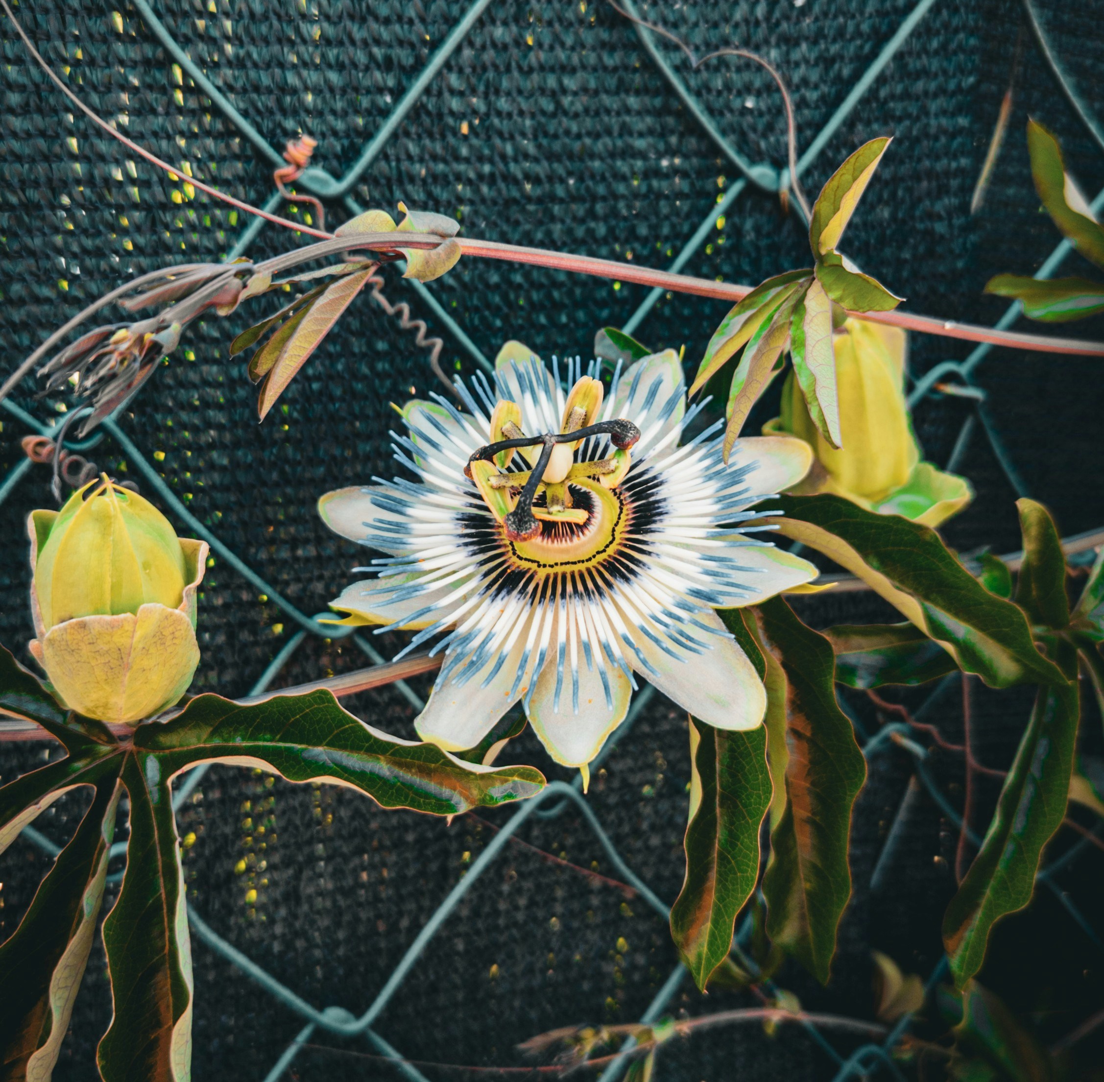 Zum Profil von Scroll_ua