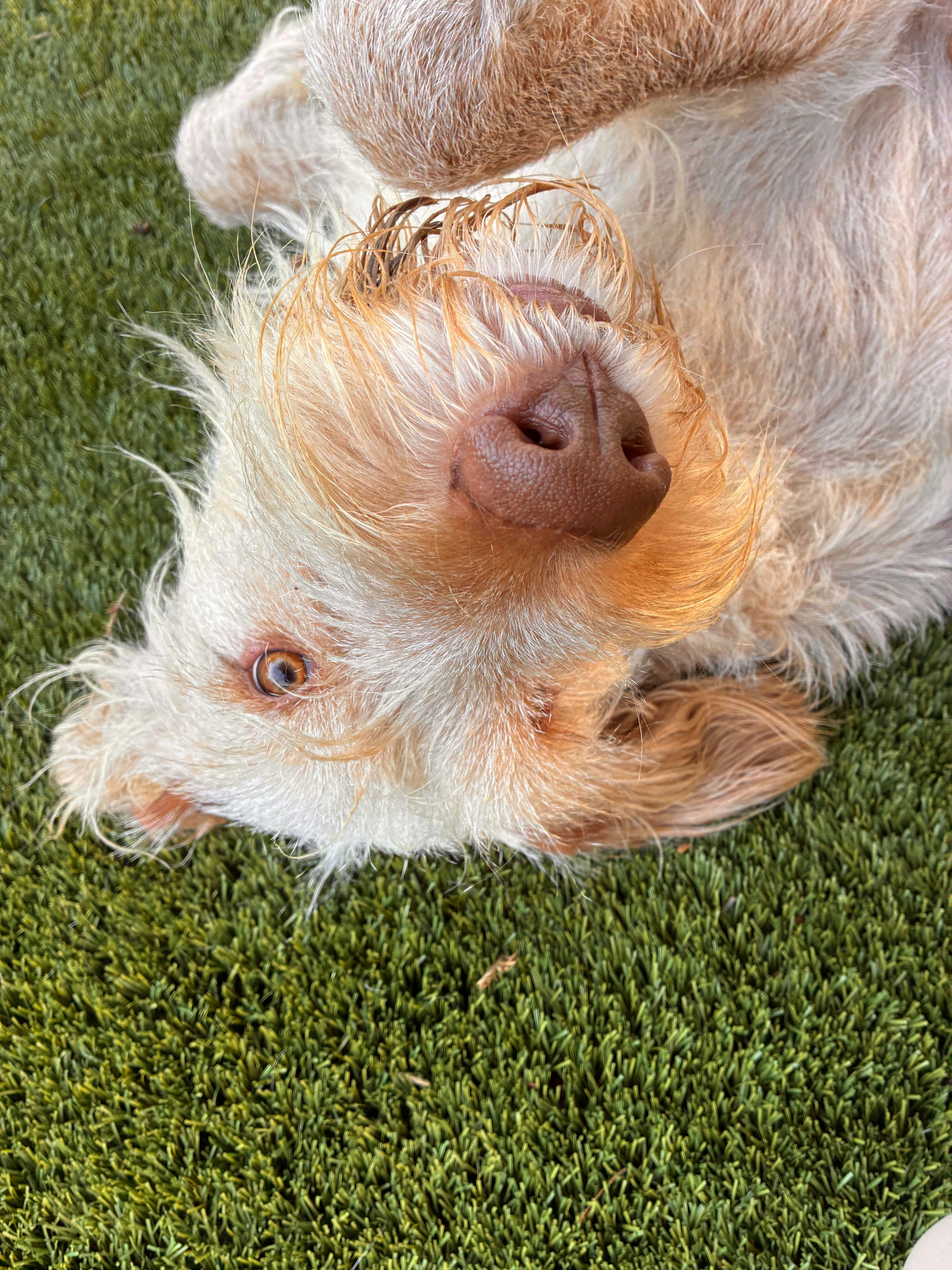 Go to Sam Galli's profile