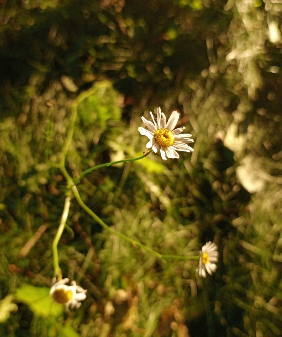 Go to Evvlus's profile