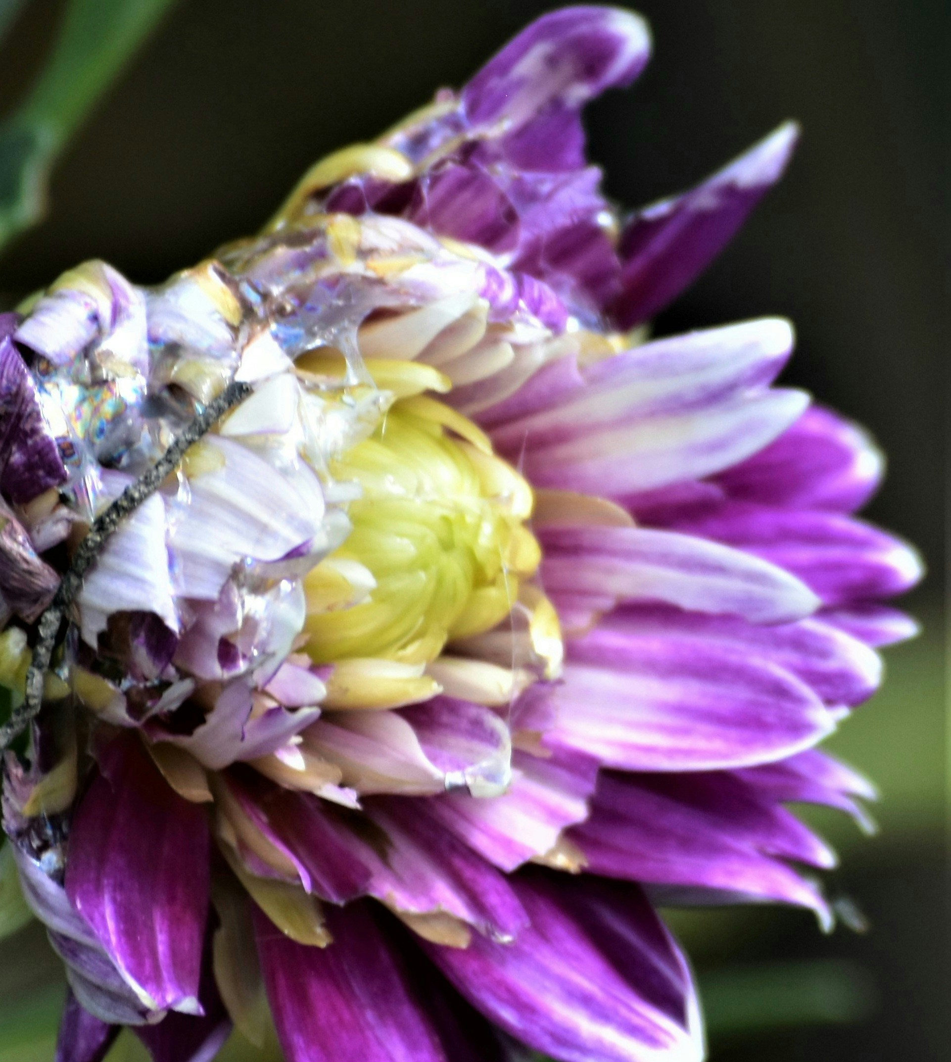 Go to Daniele La Rosa Messina's profile