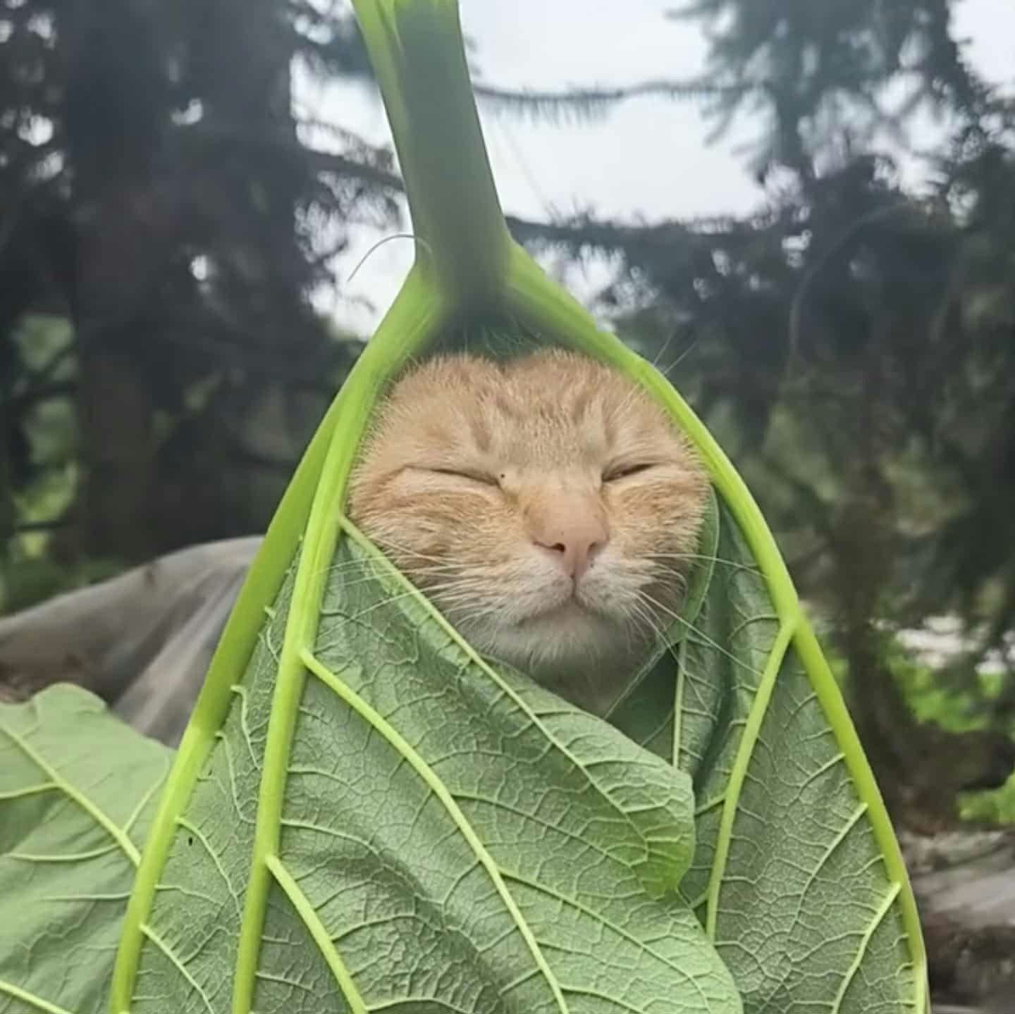 Go to SJ Rif's profile