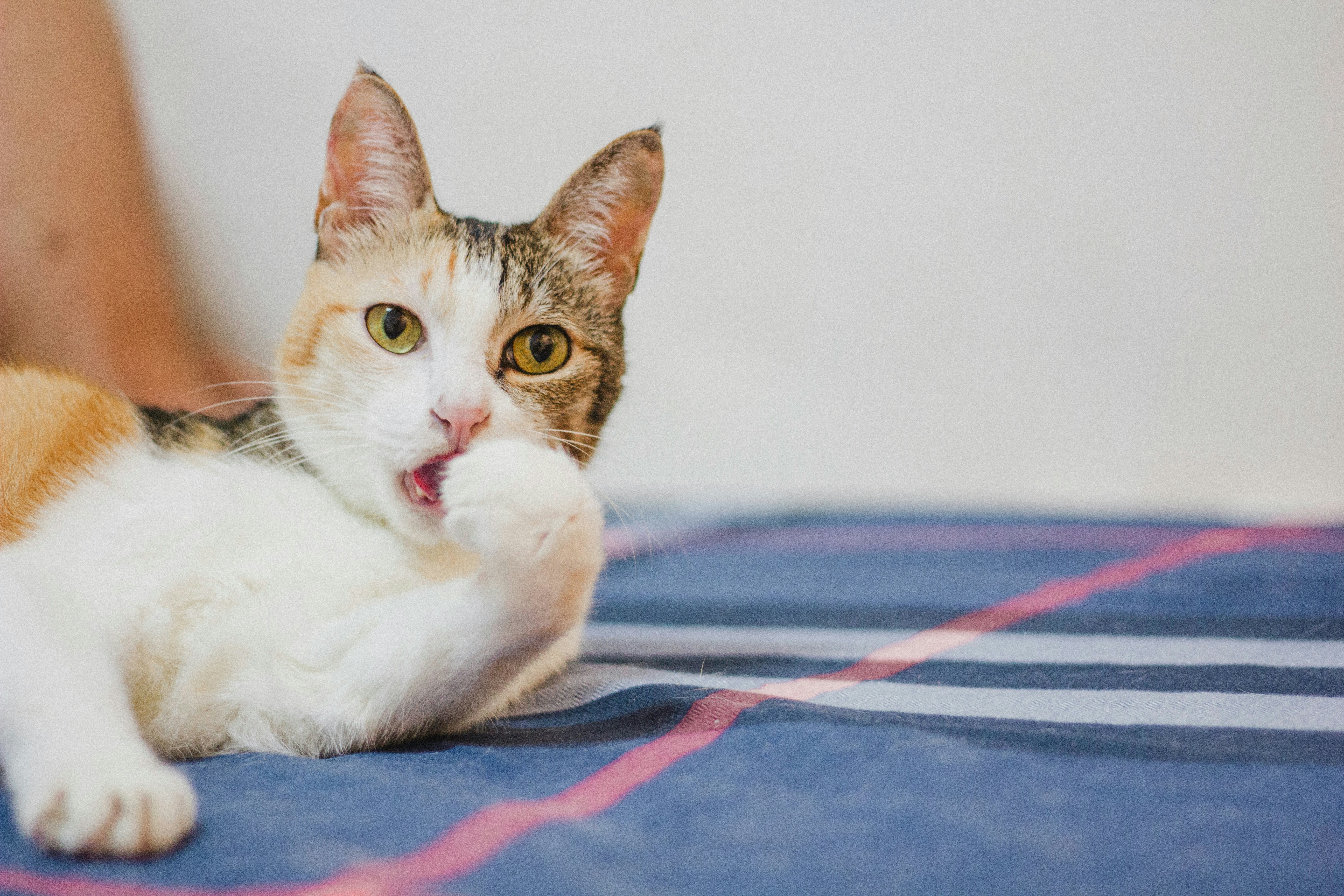 Vai al profilo di Vik Shen