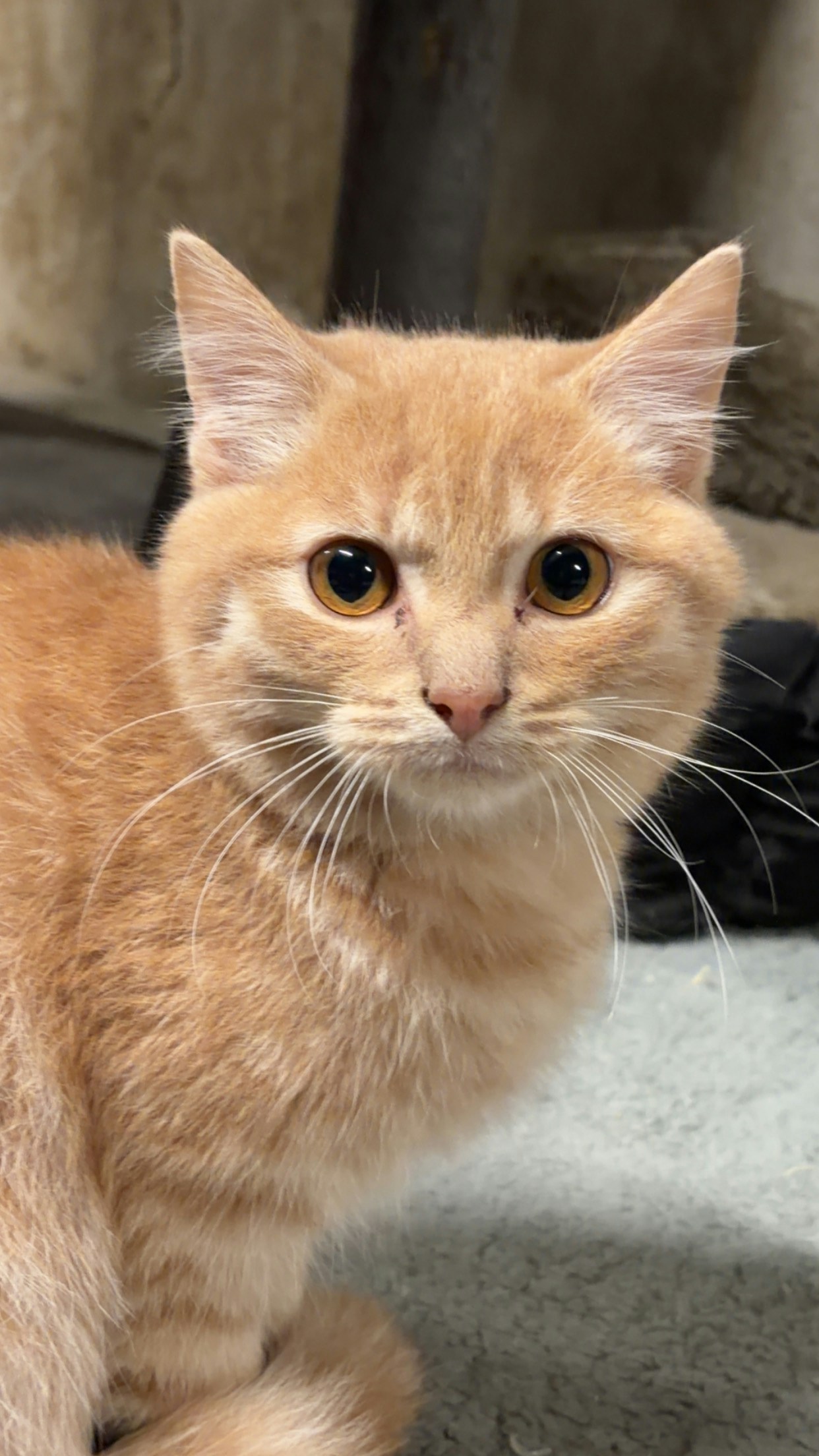 Go to Ellysa Jordens's profile