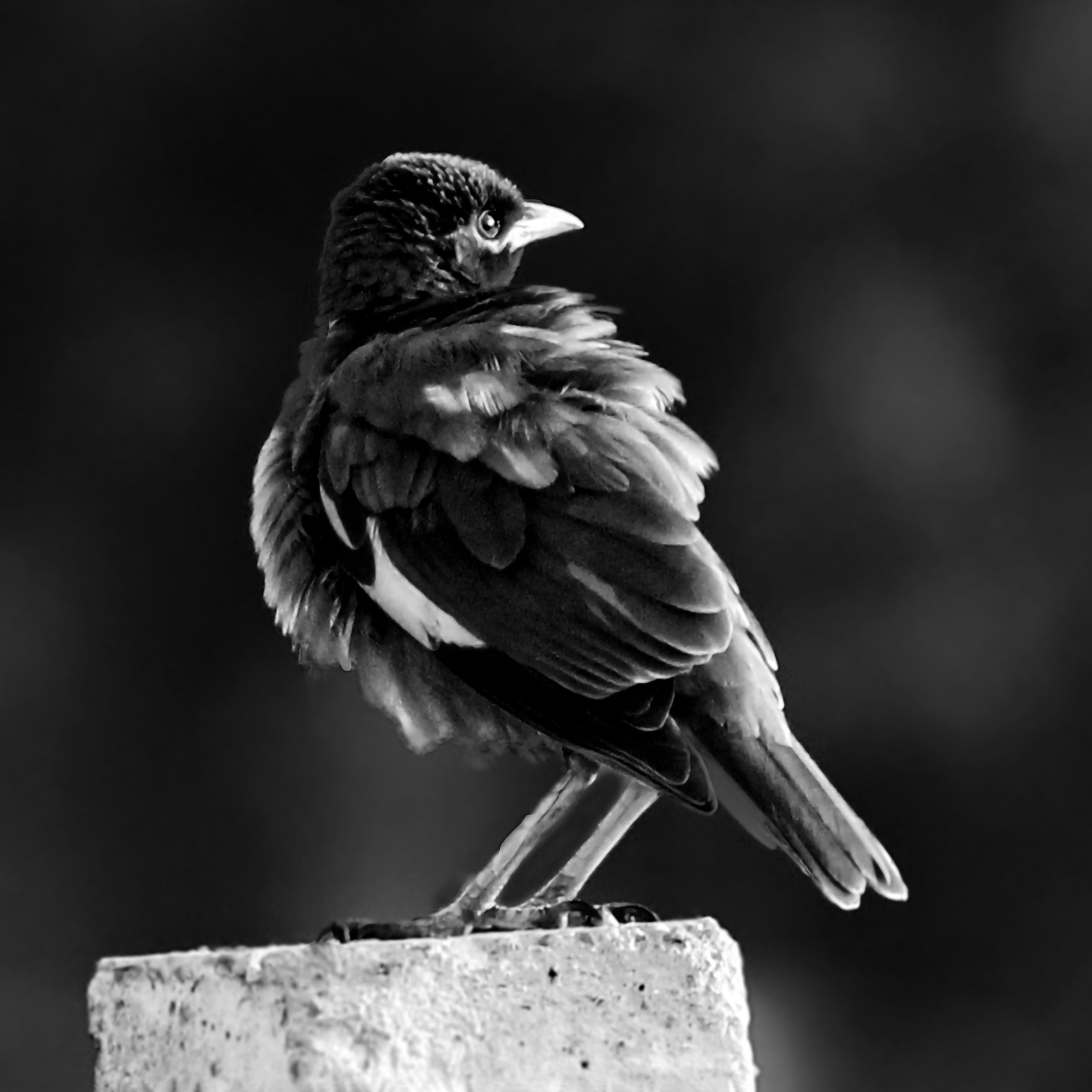 Go to Saumya jain's profile