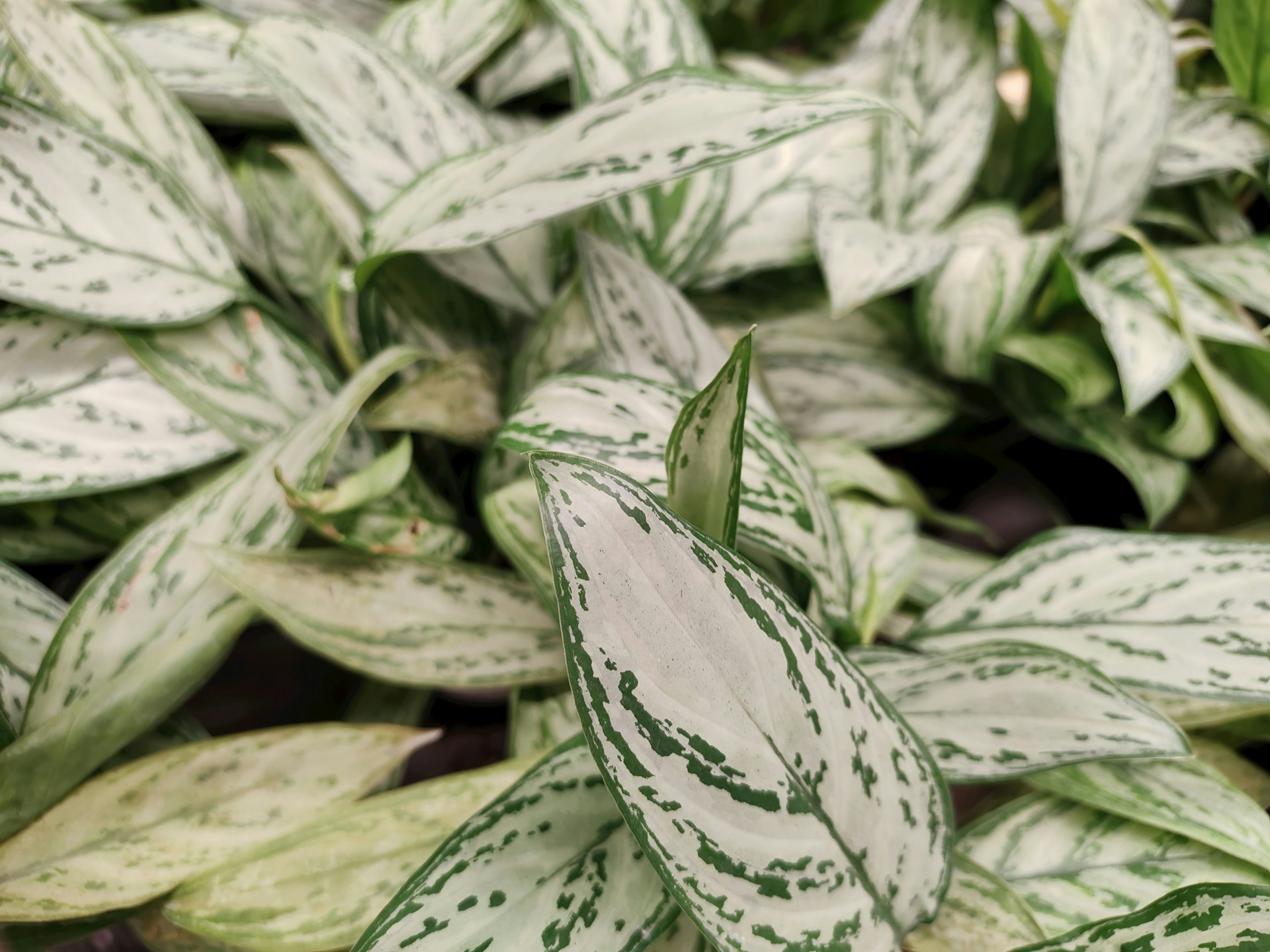 Go to Peter Maged's profile