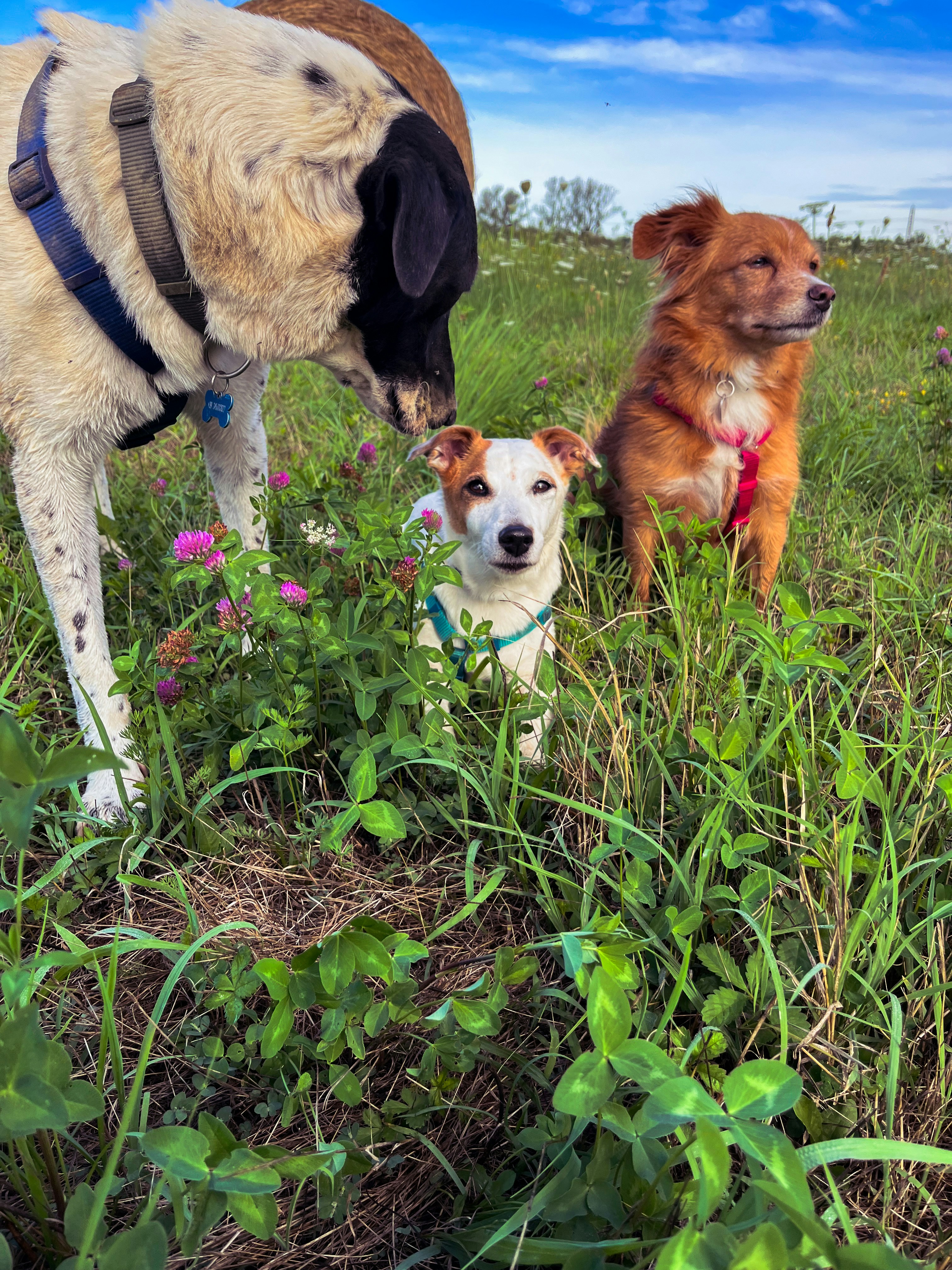 Go to Francesca Di Pasqua's profile