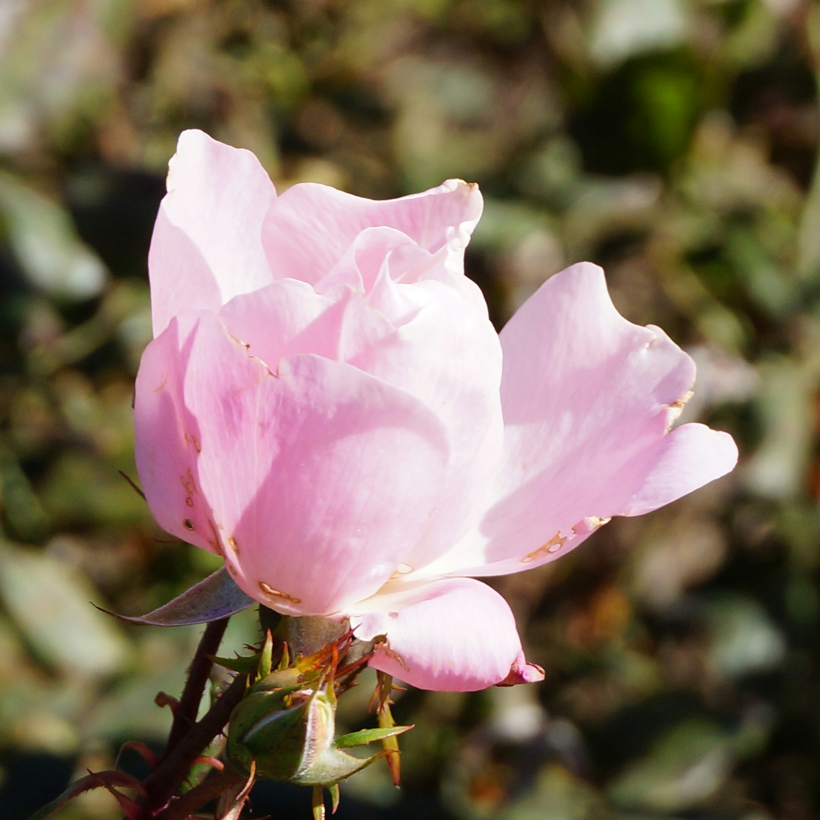 Zum Profil von Peyton Clough