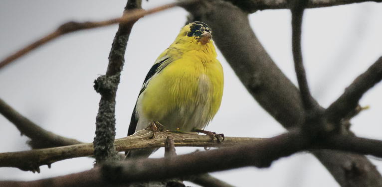 Go to Glennice Burns's profile