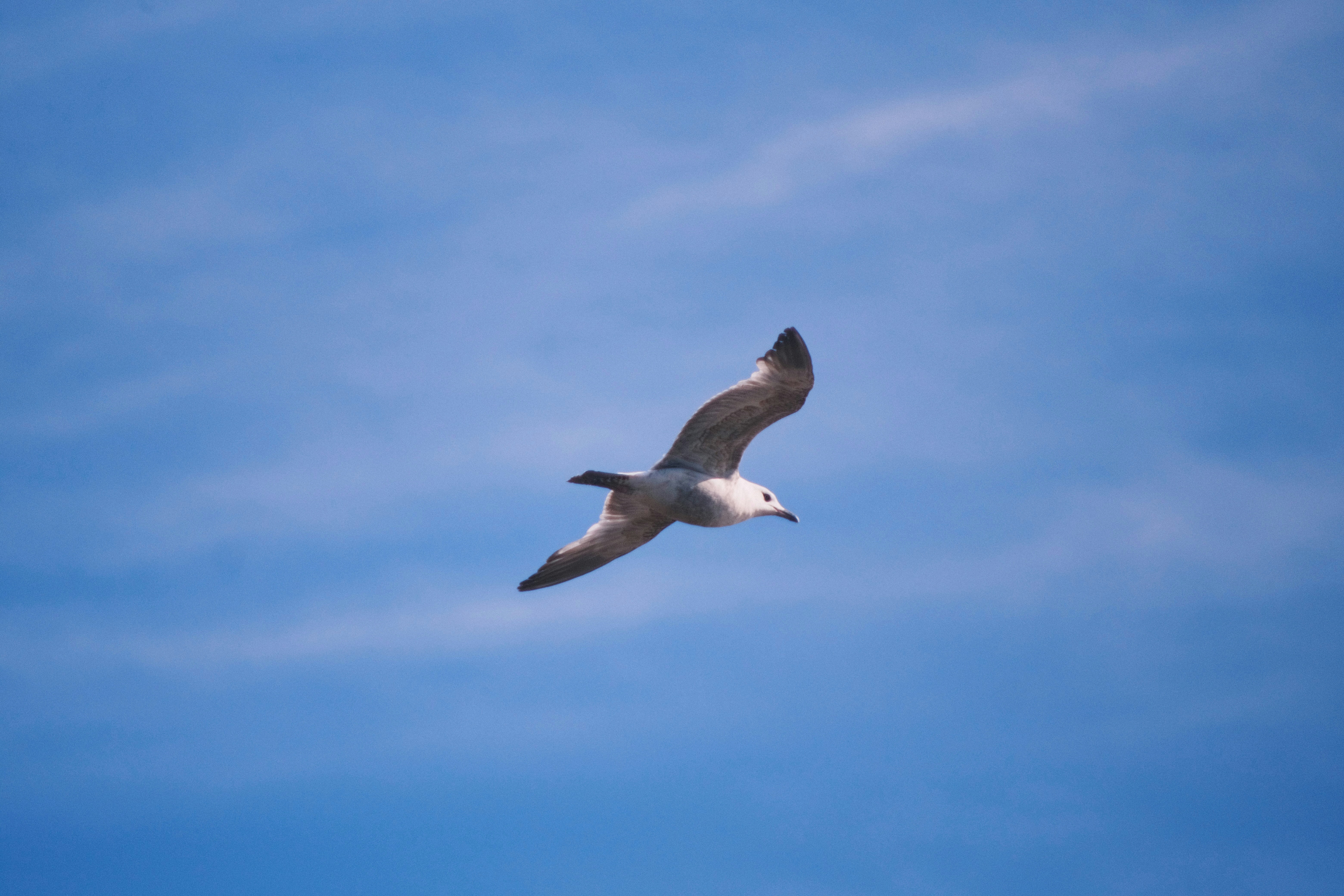 Avatar of user Usman Qureshi