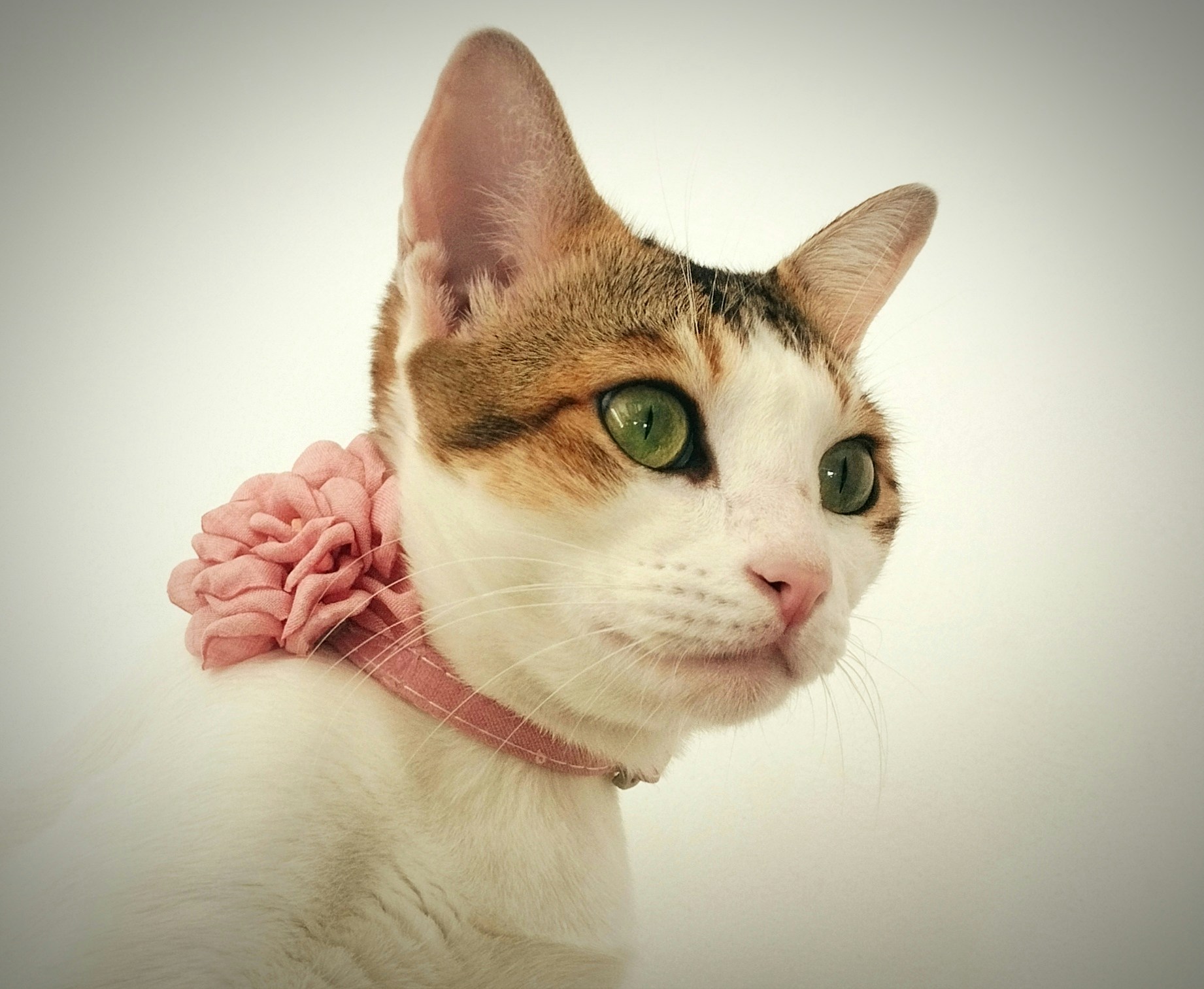 Go to Ocean rahan's profile