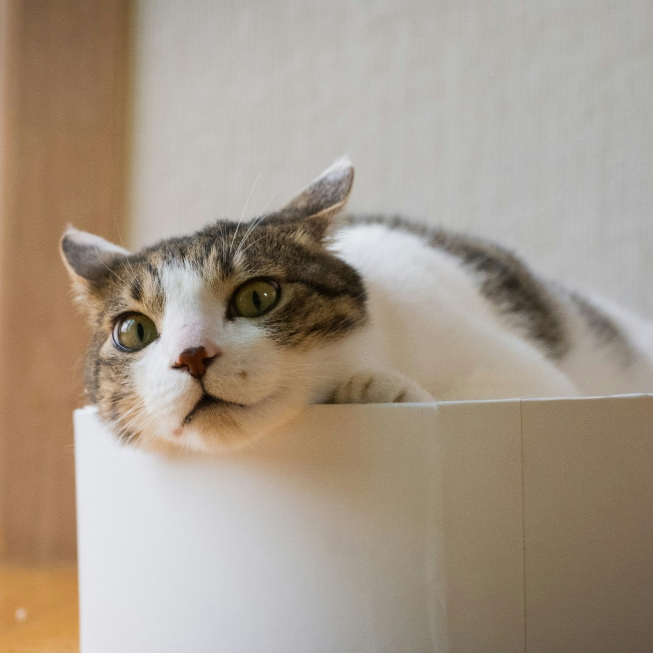 Go to spicykong's profile