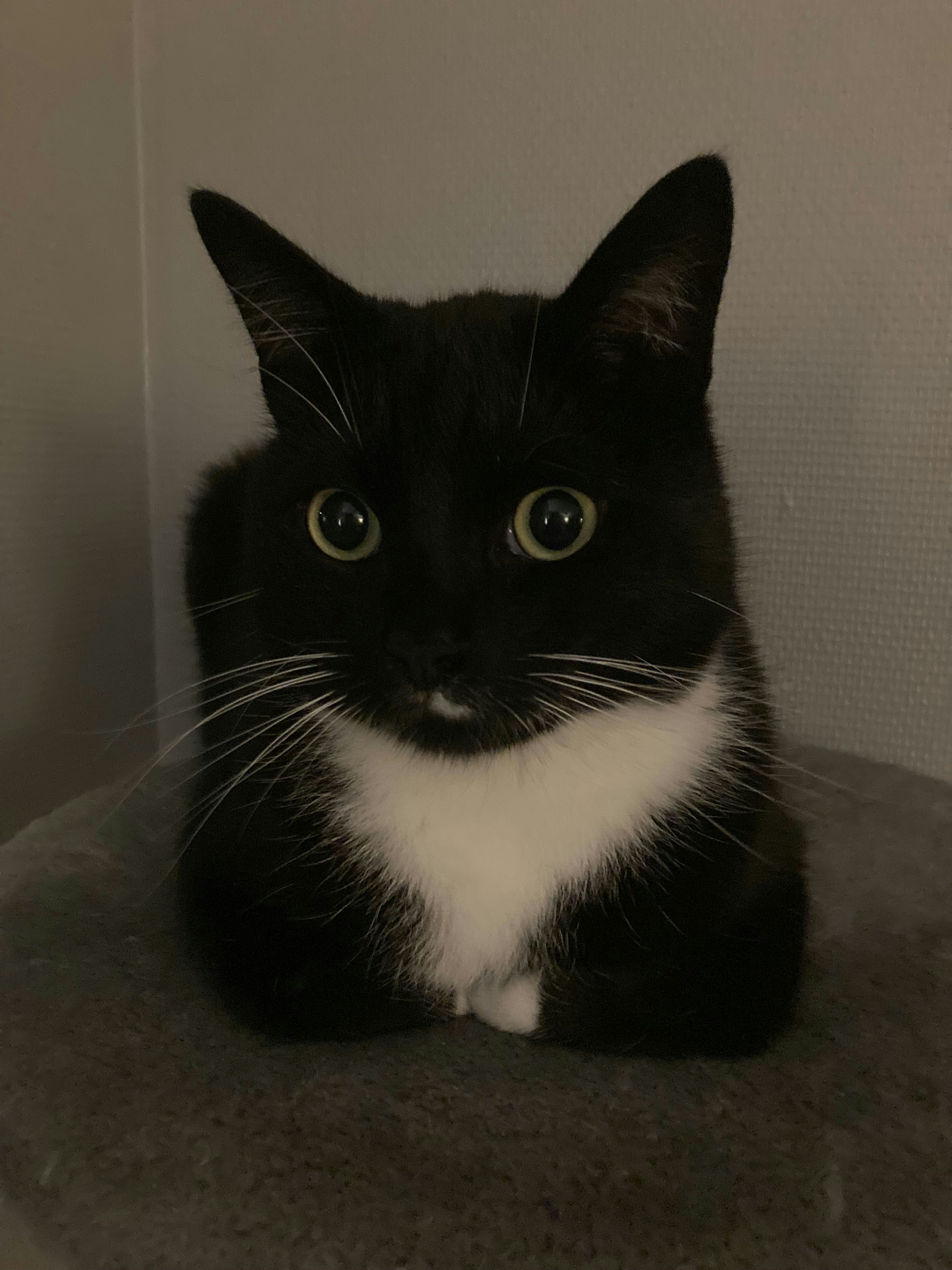 Go to Korneel Wintmolders's profile