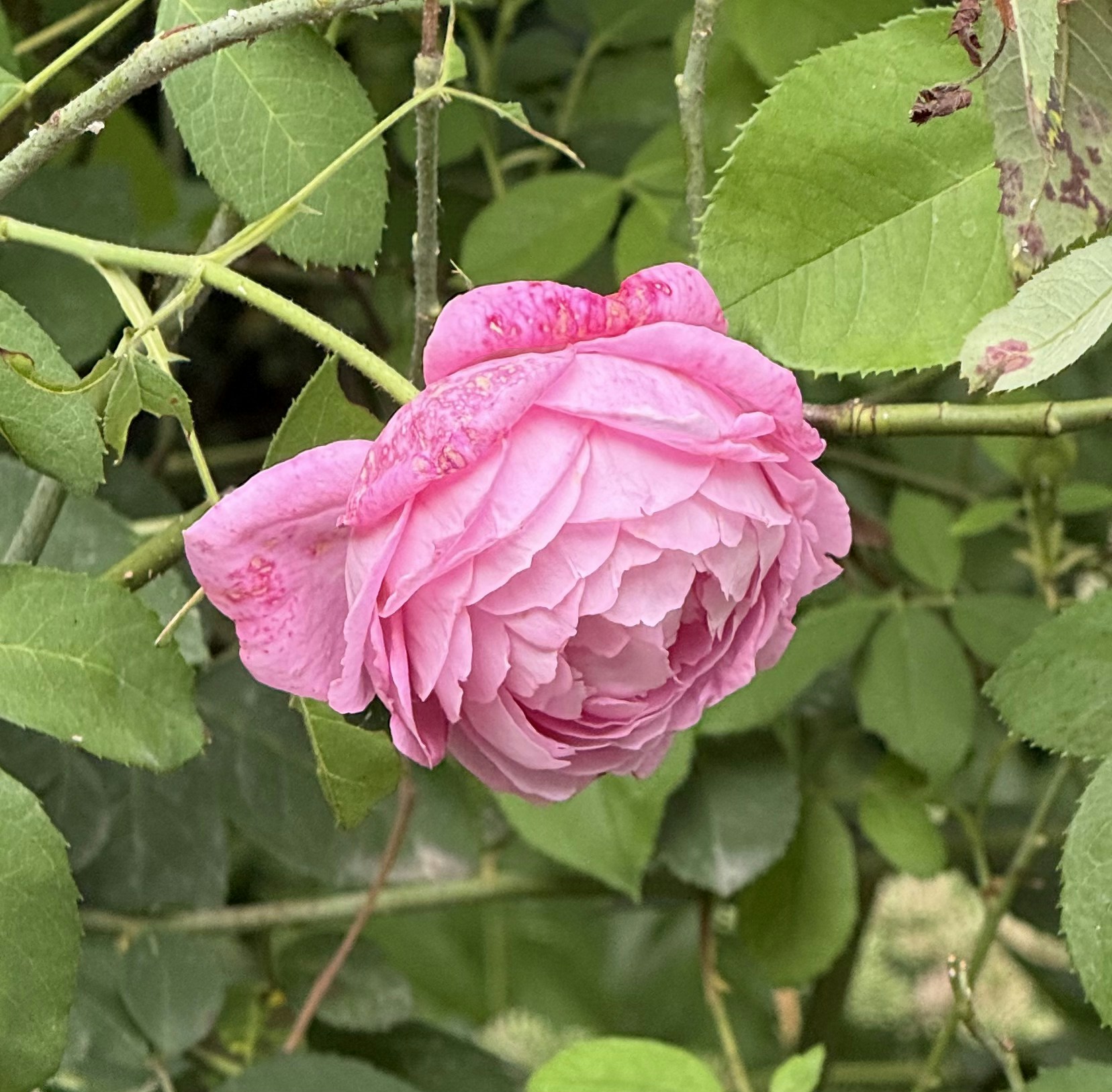 Go to Estera's profile