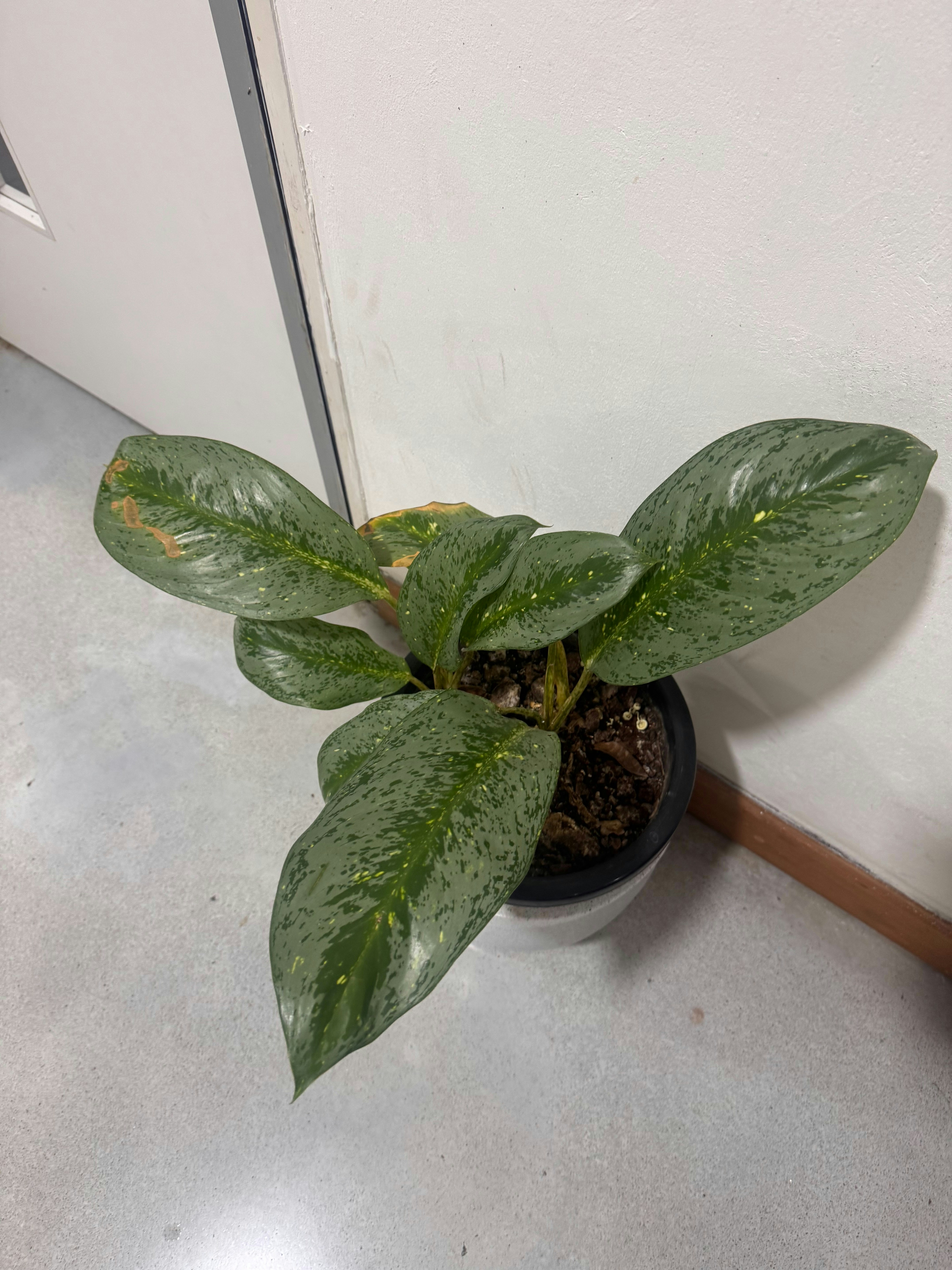 Go to Ranga's profile