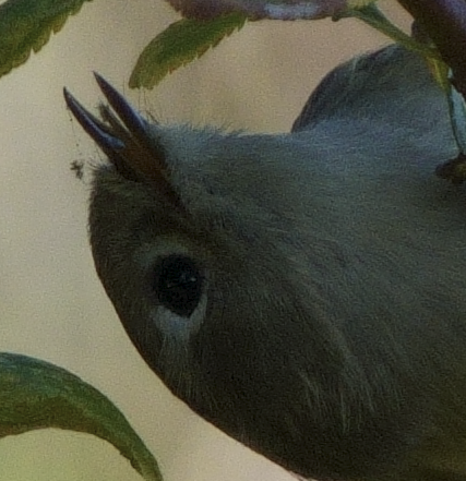 Go to Zacharia Mitani's profile