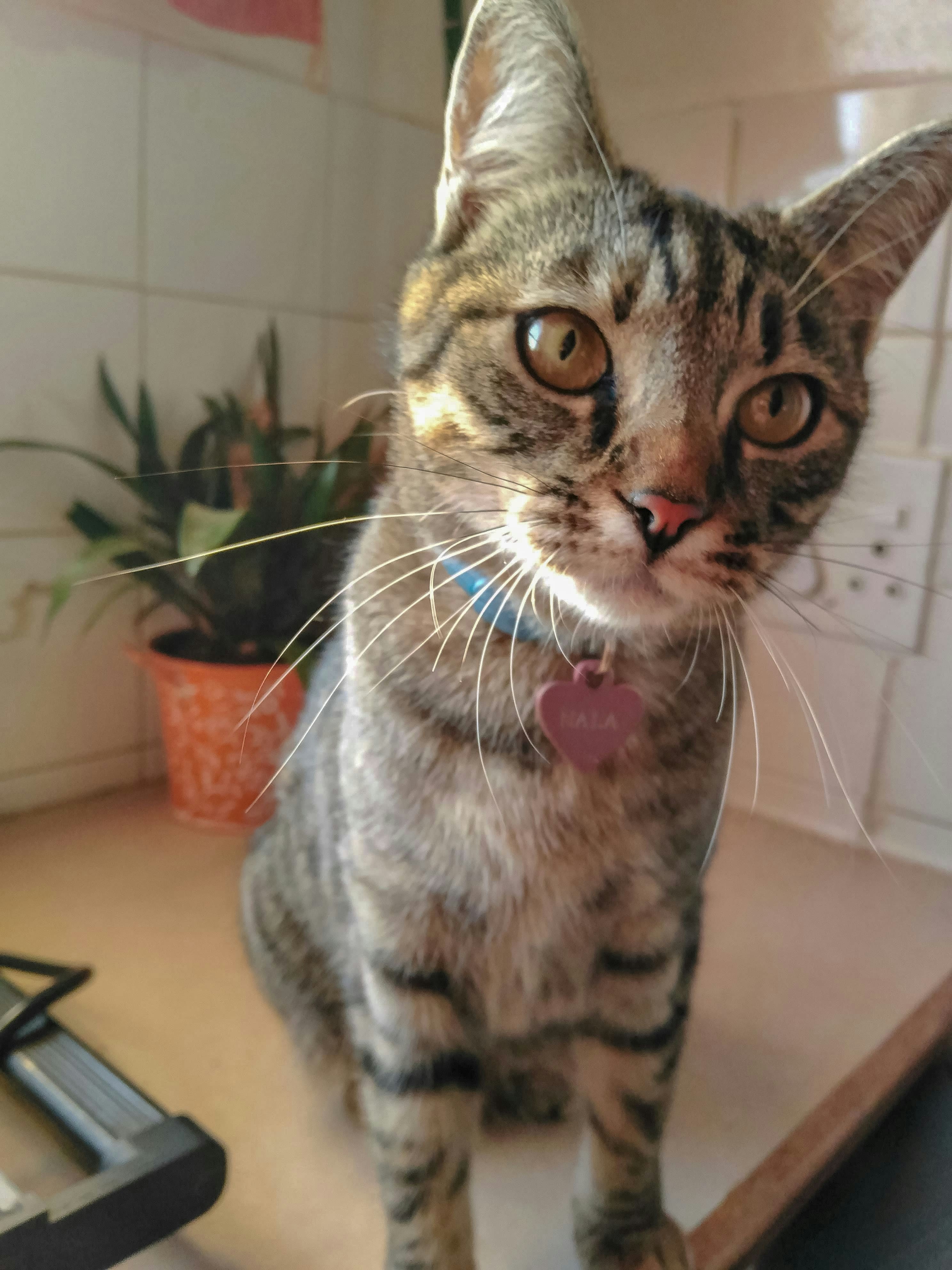 Go to Backyard Photography's profile