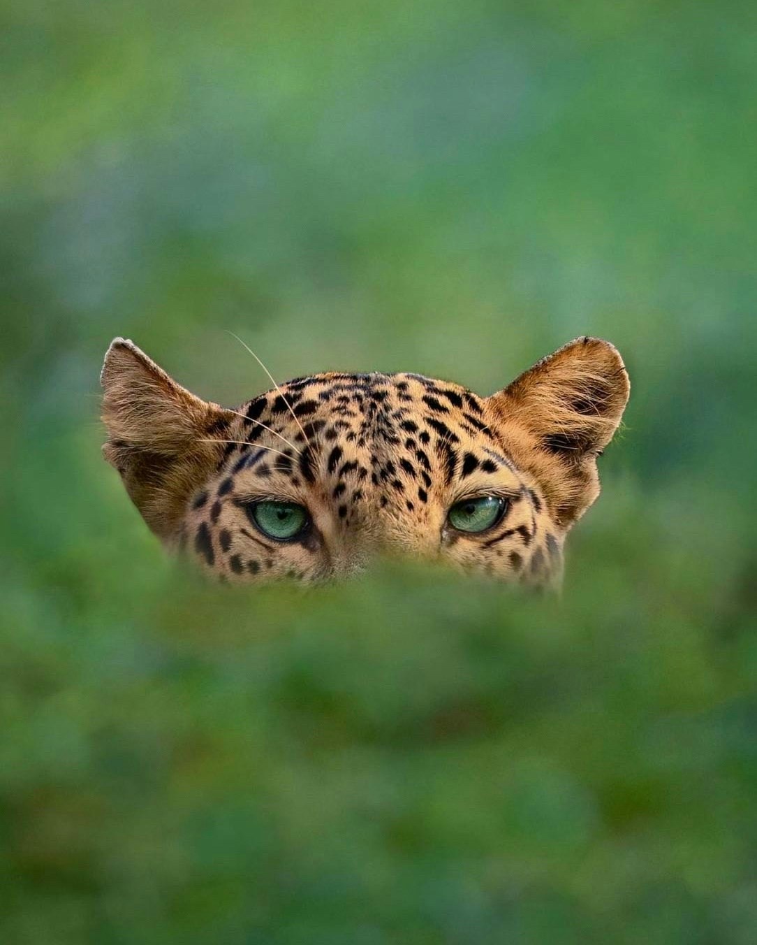 Avatar of user Alexander starcew