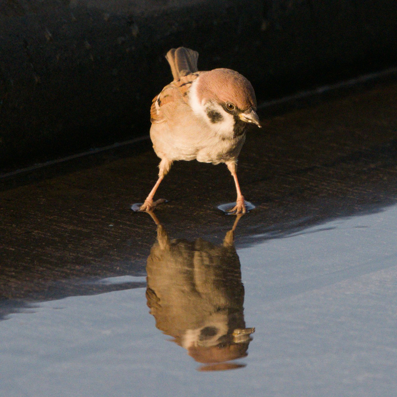 Go to Jinsheng Bian's profile