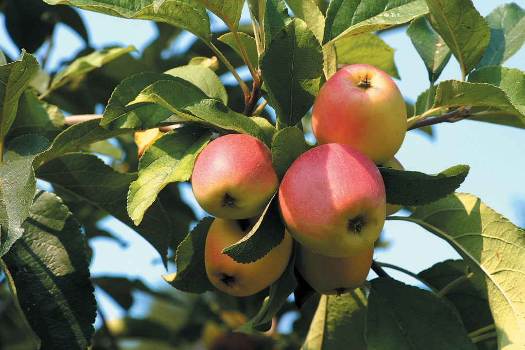Accéder au profil de Kat Clark