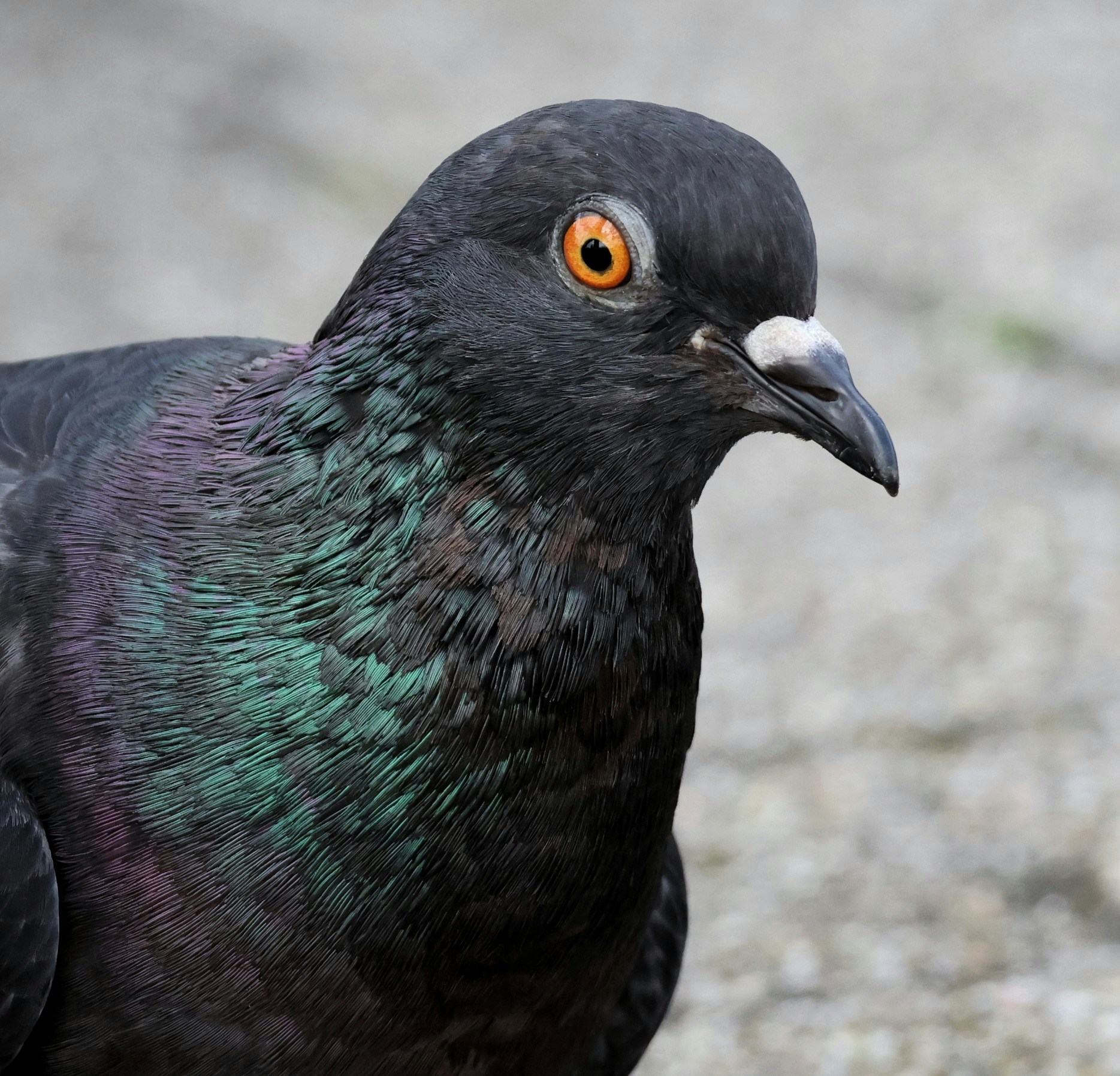 Go to Chinstrap 🐧's profile