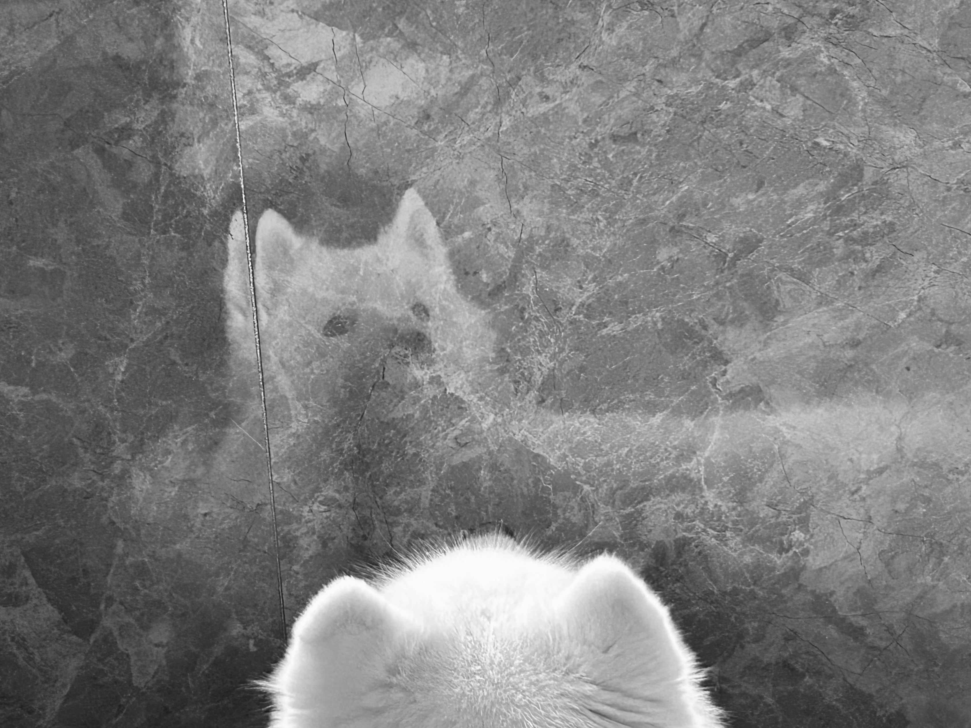 Ve al perfil de eko wang
