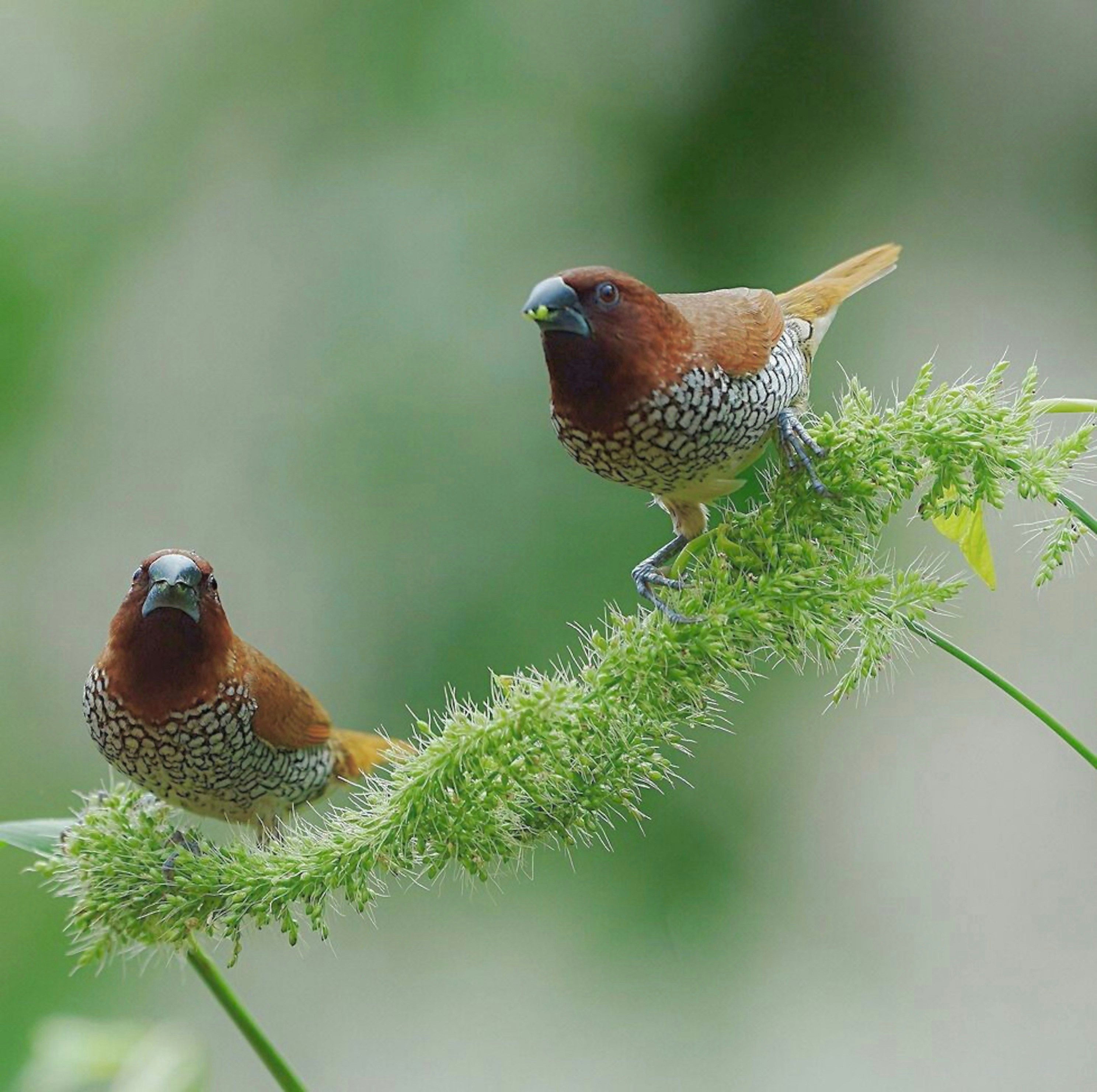 Vijayalakshmi Nidugondi