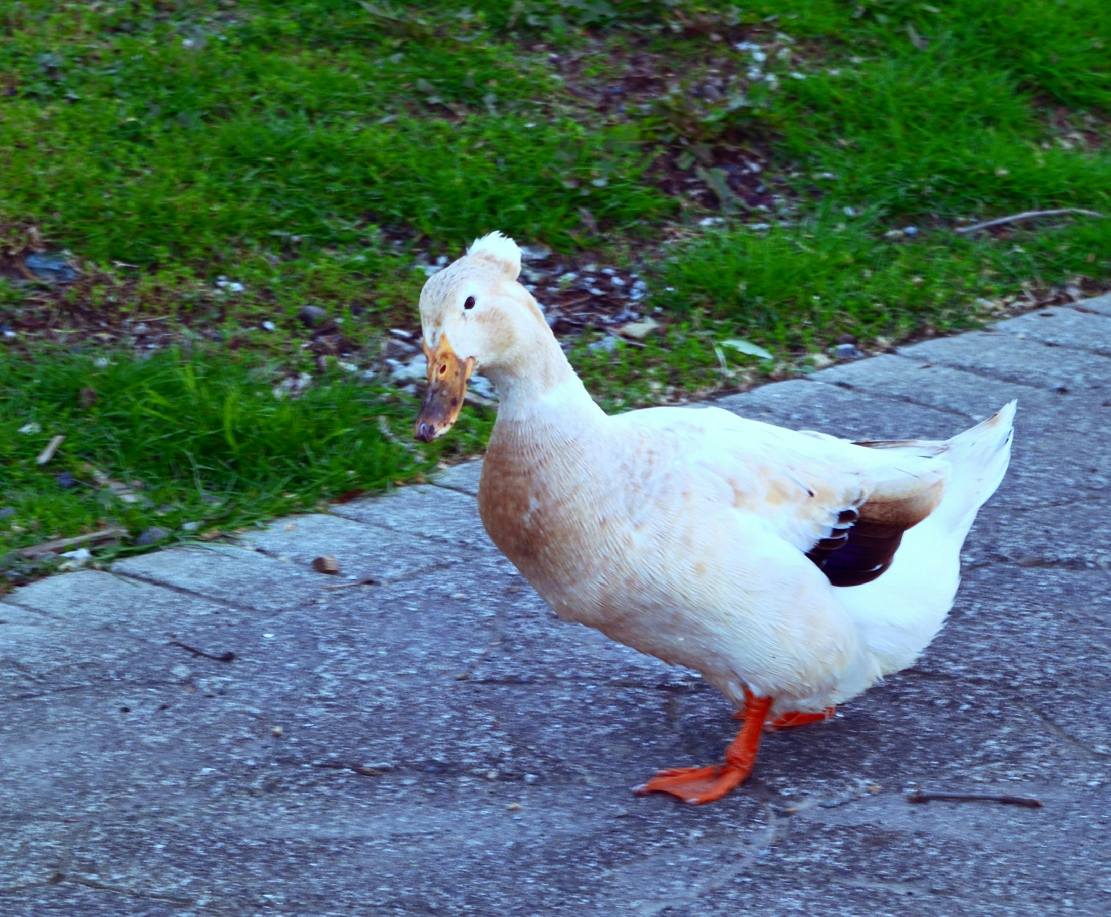 Go to Lezian Ilir's profile