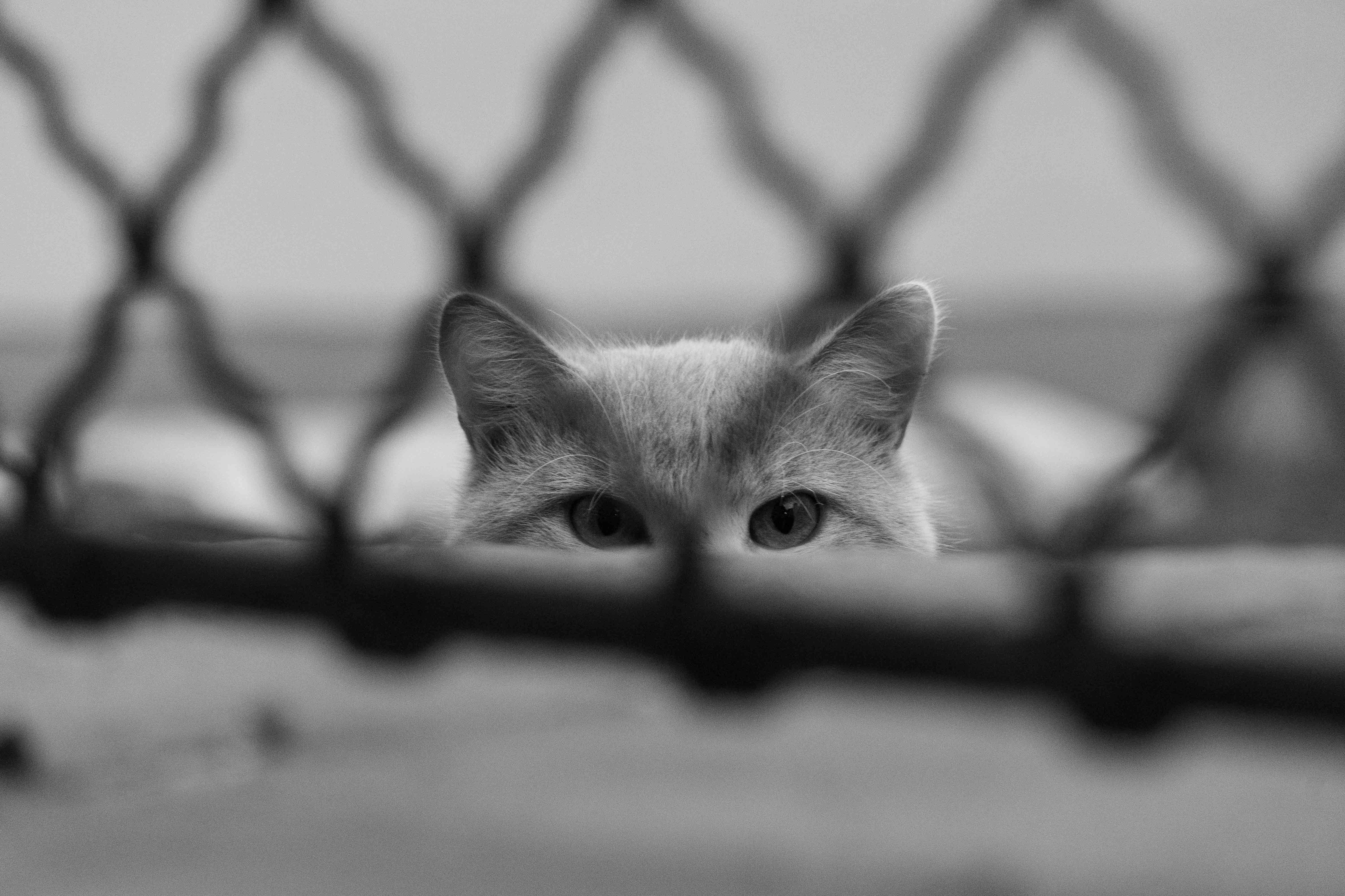 Ir para o perfil de David