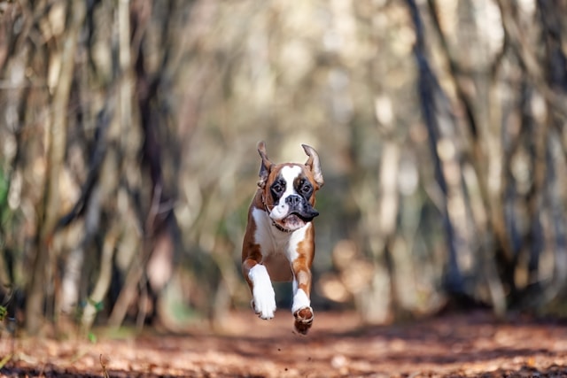 Ve al perfil de Vincent van Zalinge