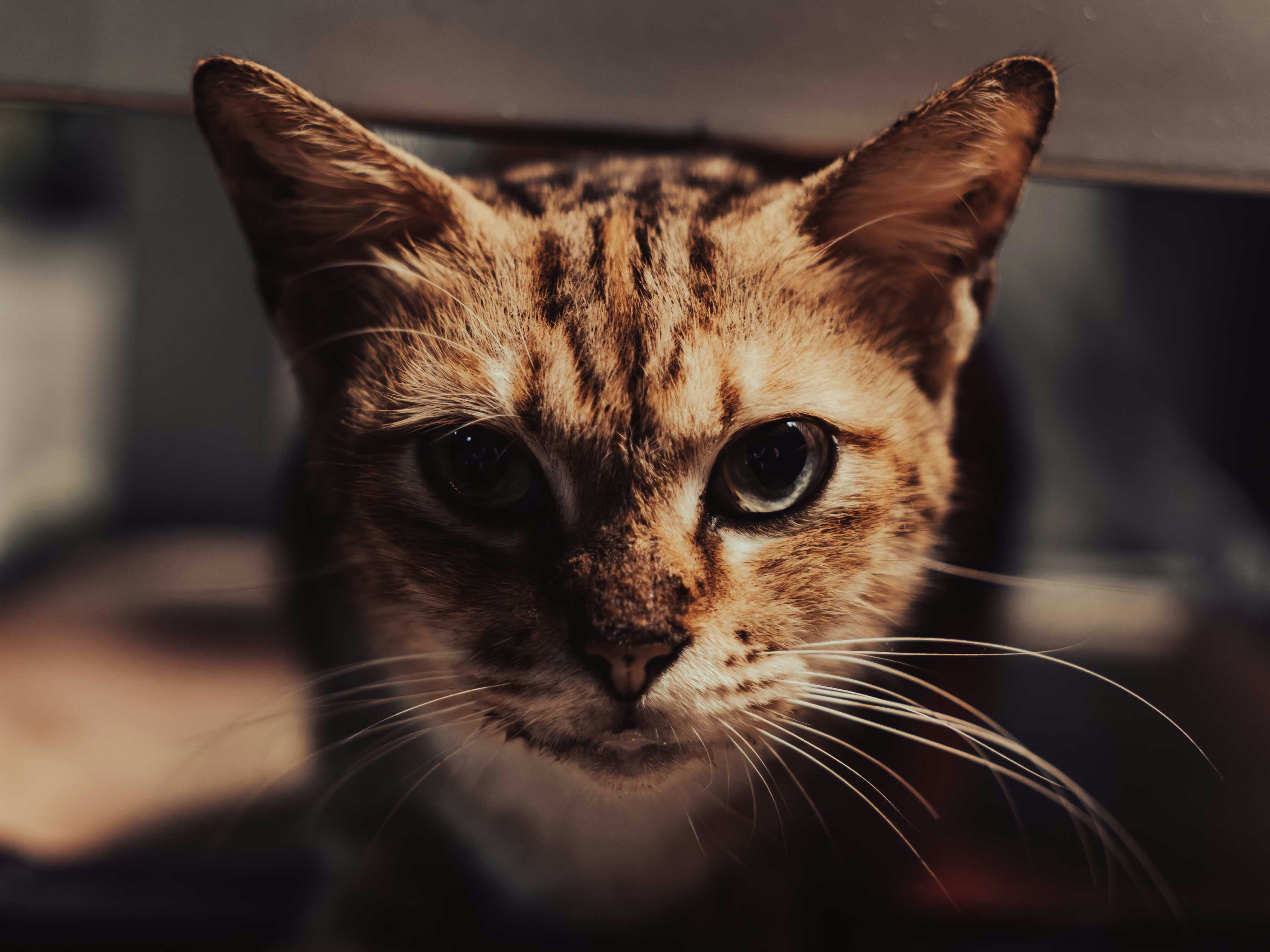 Avatar of user Fahrul Razi