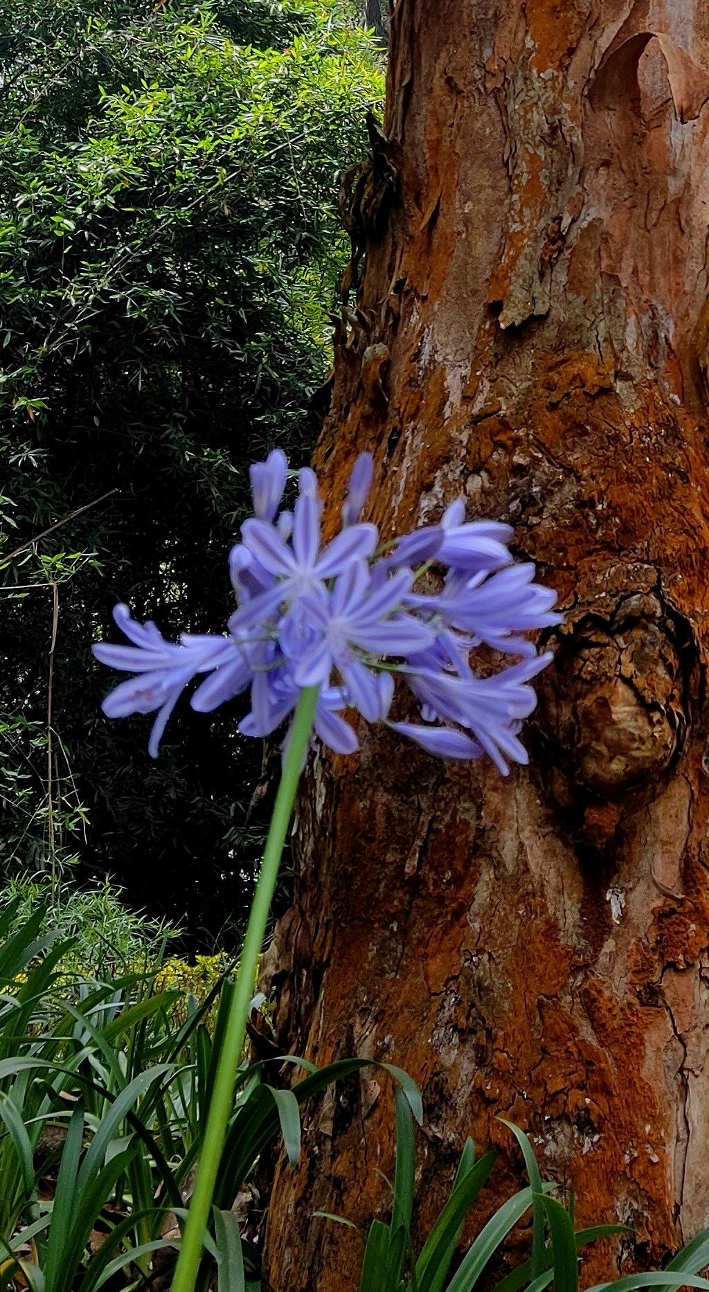 Buka profil Wandering Indian
