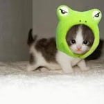 Avatar of user Momot Comel