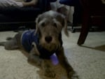 Avatar of user Scoot Schnauzer