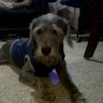 Avatar of user Scoot Schnauzer