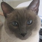 Avatar of user Kitty Catty