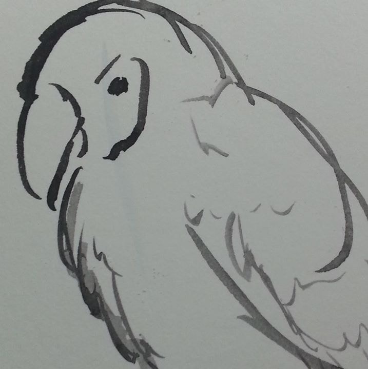 Unsplash profile picture for @bird