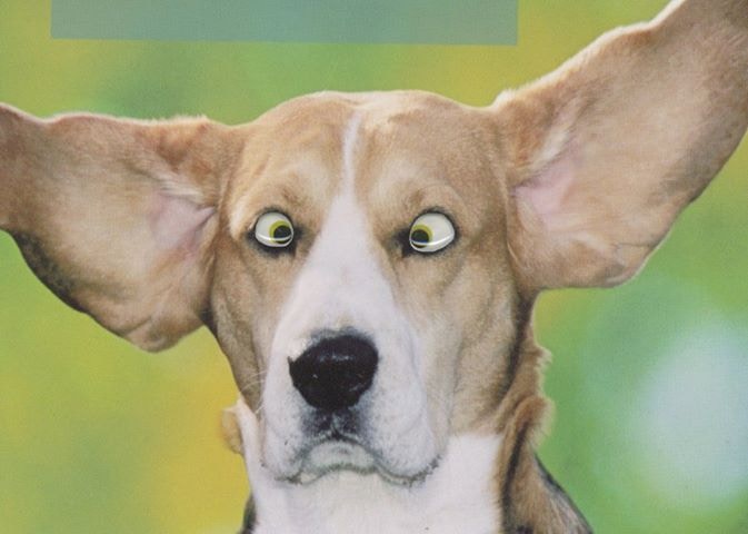Unsplash profile picture for @bloodhound